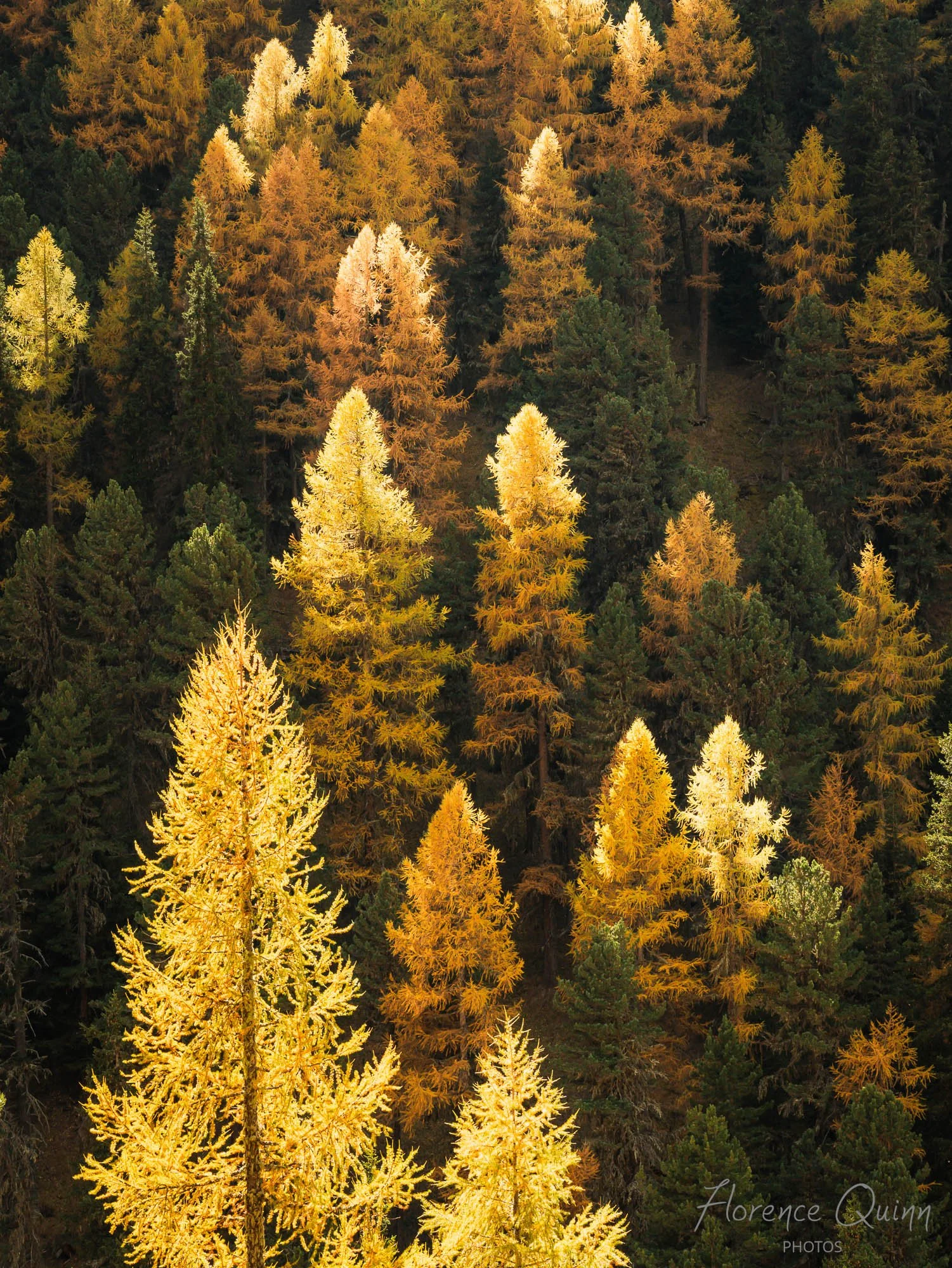 Déclinaison de jaunes, Parc National Suisse