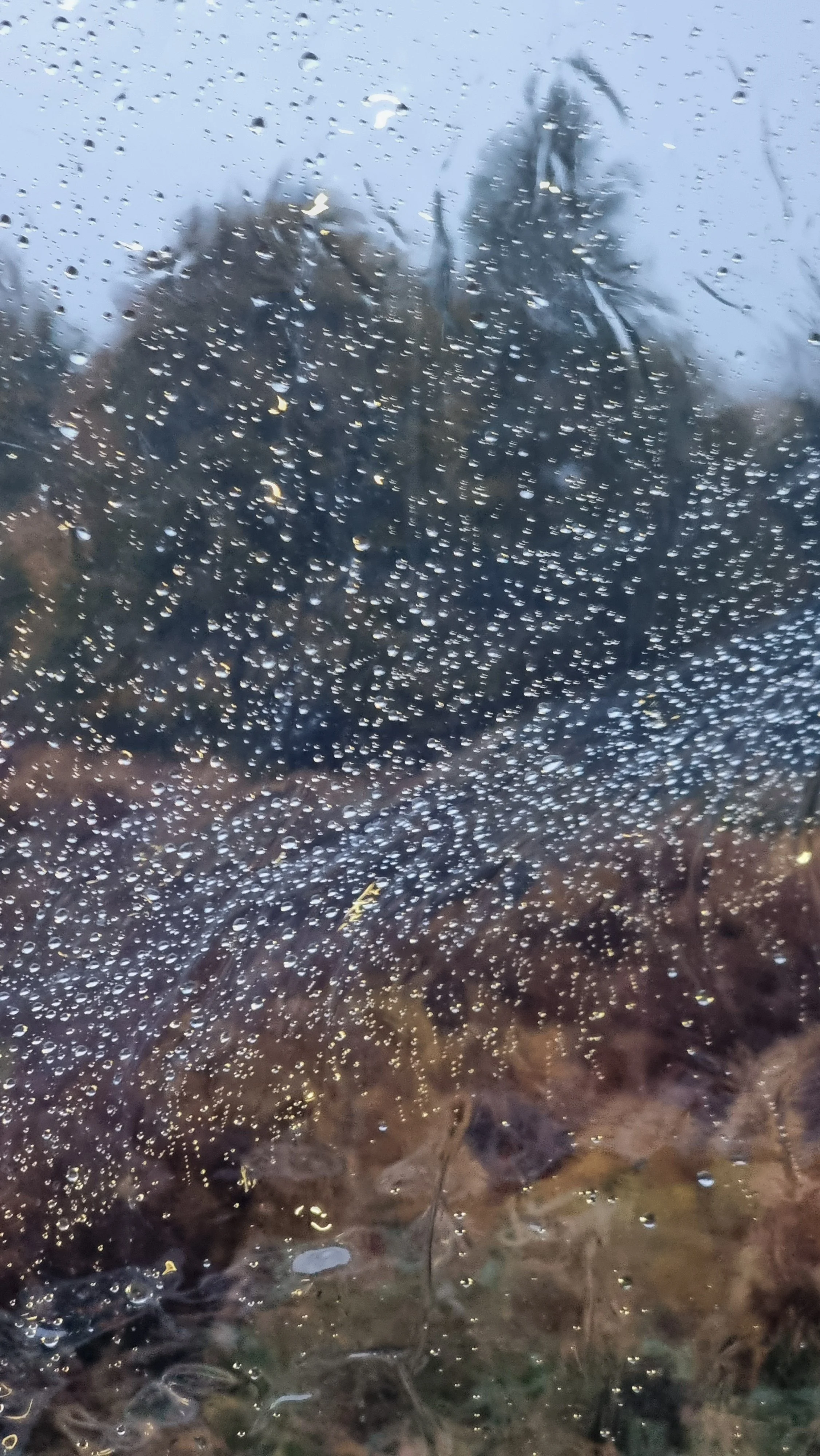 20221026_081147.jpg