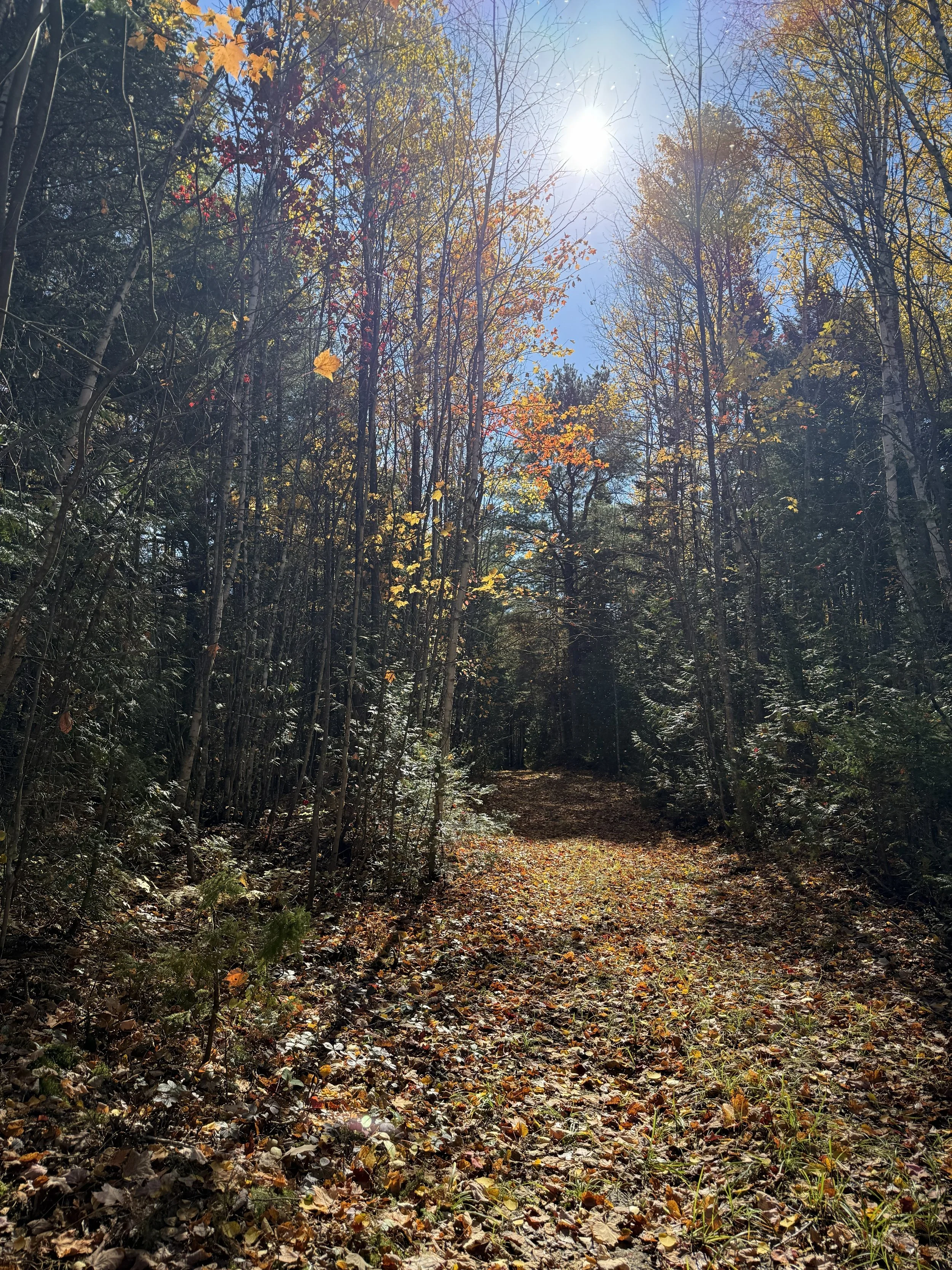path.jpg