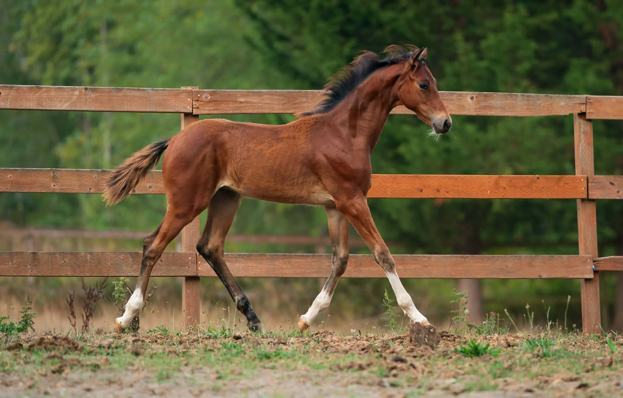 Naughty Pirate aka Norman