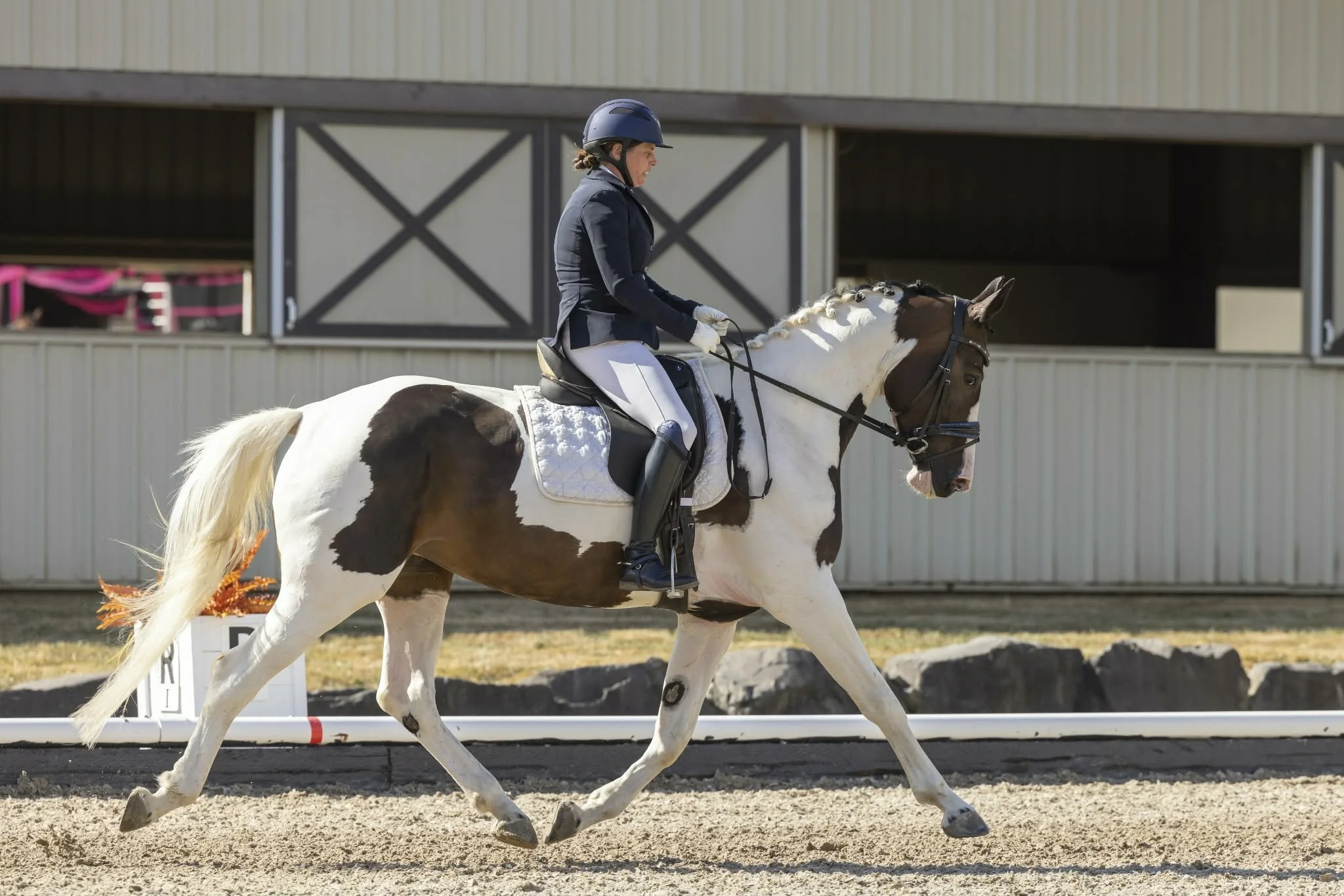 Oldenburg/Arab cross for sale IN UTERO