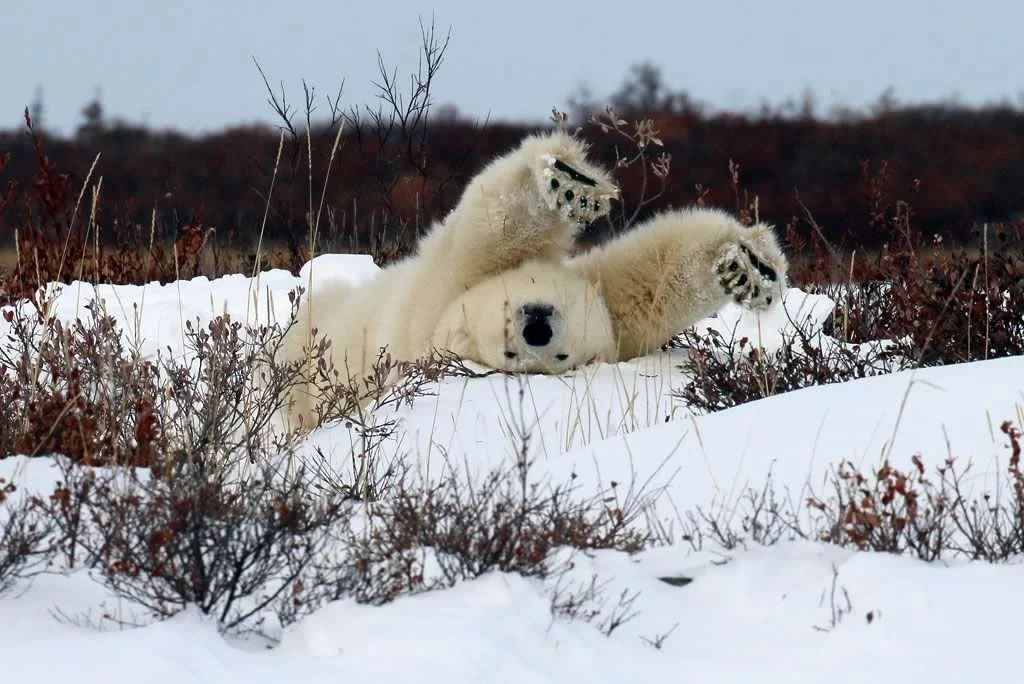 Polar bear relaxing near Dymond Lake, MB
