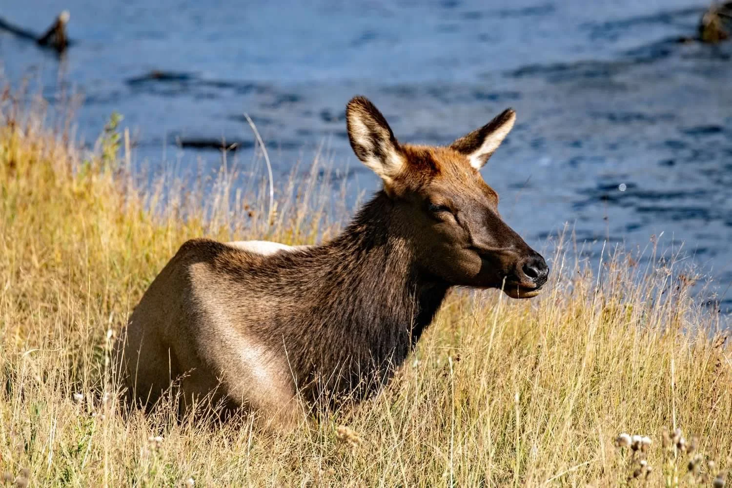 An Elk calf along the Madison RIver in Yellowstone NP.
