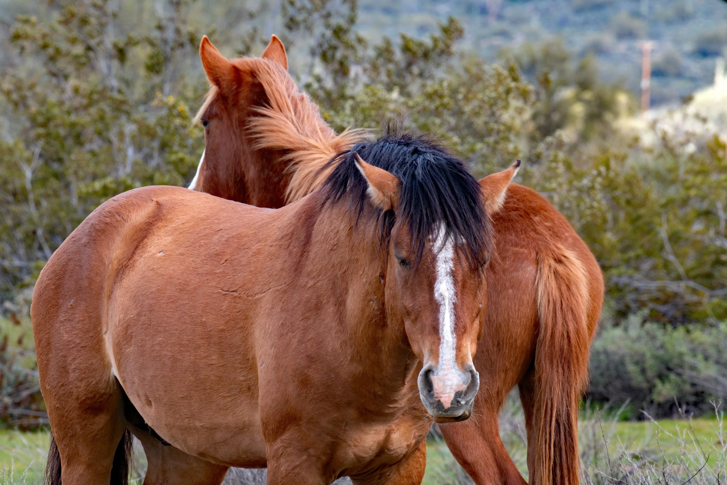 Wild horses at the Lower Salt River Tonto National Forest, AZ
