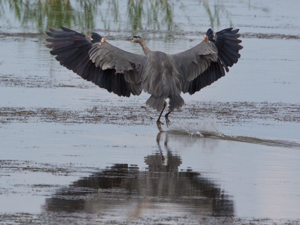 BlueHeron.jpg