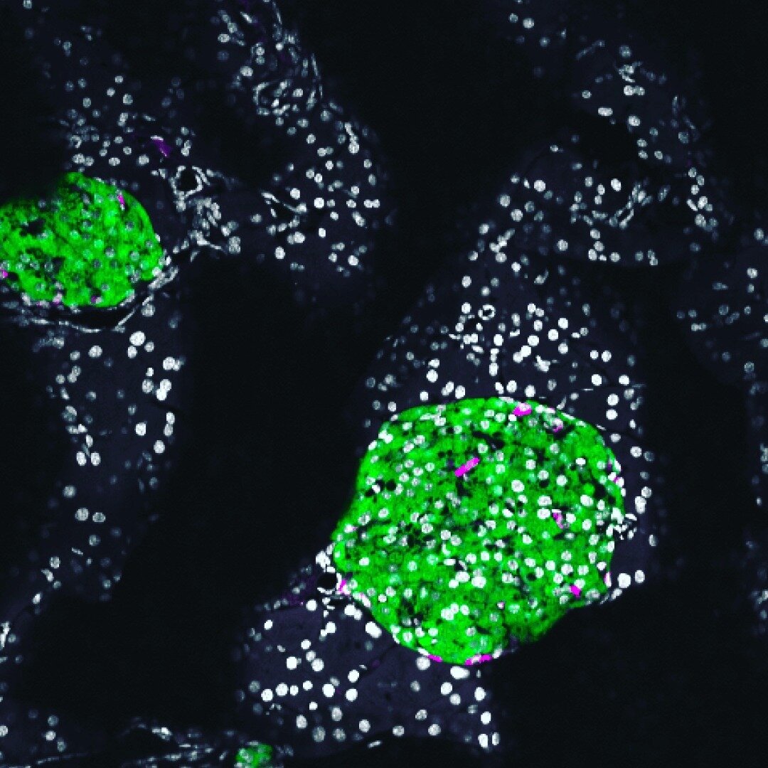 In the Hill Lab we'll be focused on understanding how pancreatic cells (like those pictured here in these gorgeous islets!) are influenced by the microbiota.