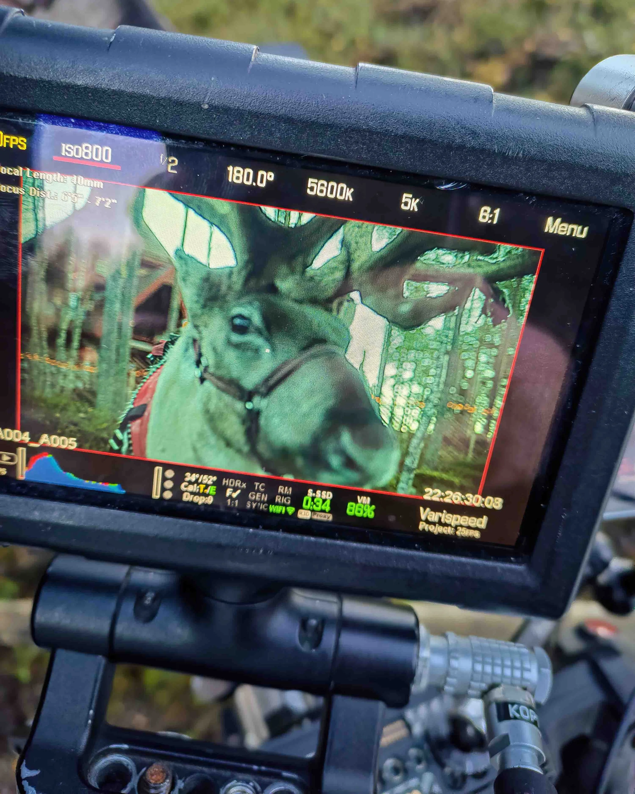Reindeer-Video-Production.jpg