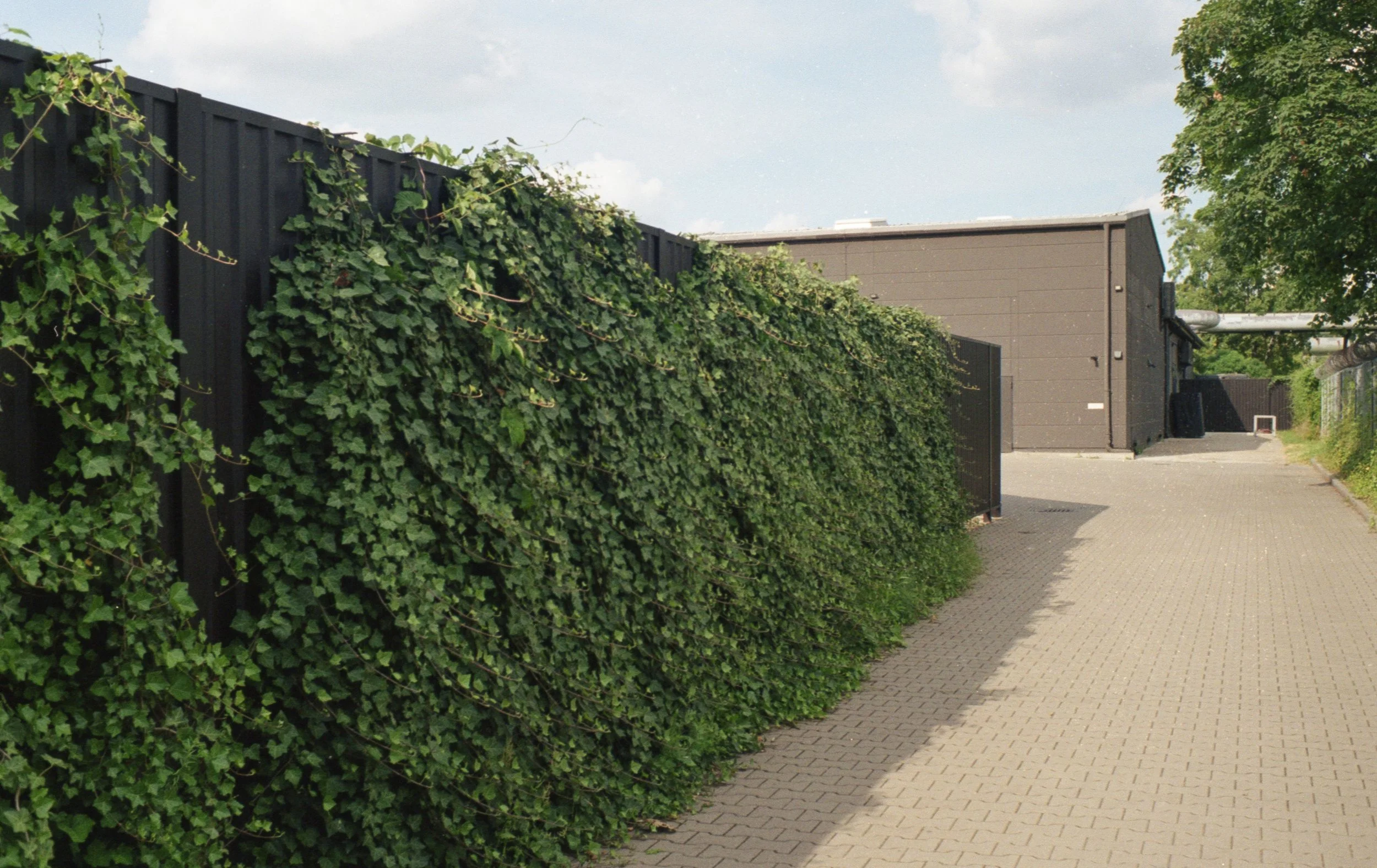 A paved sidewalk runs alongside a tall, black metal fence covered with dense green ivy. A large building with a flat roof and gray exterior walls is visible in the background, along with some trees and a blue sky with a few clouds.
