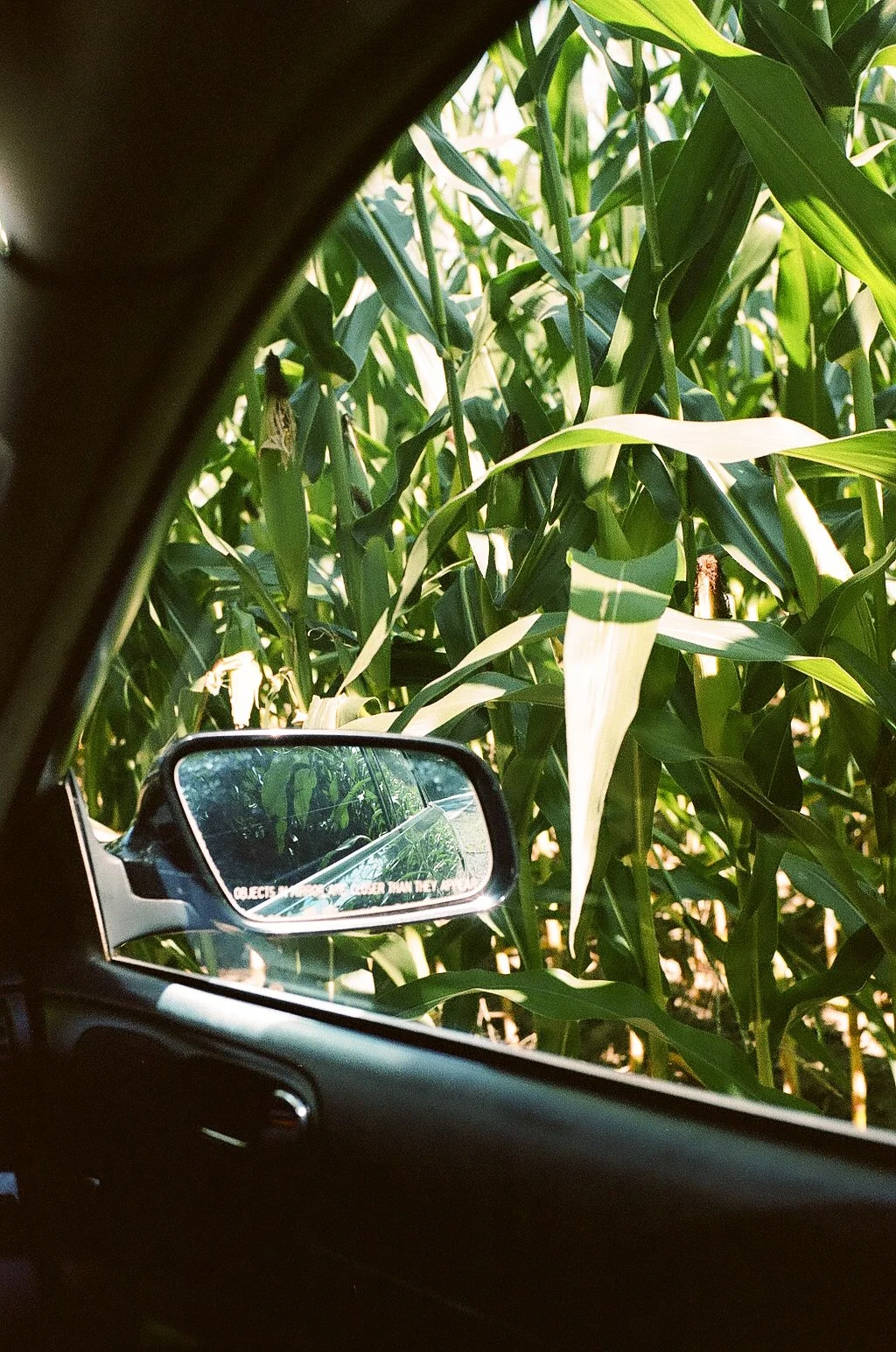 Inside a vehicle, view of a side mirror reflecting a field of tall green corn plants, with green leaves and stalks visible in the background.