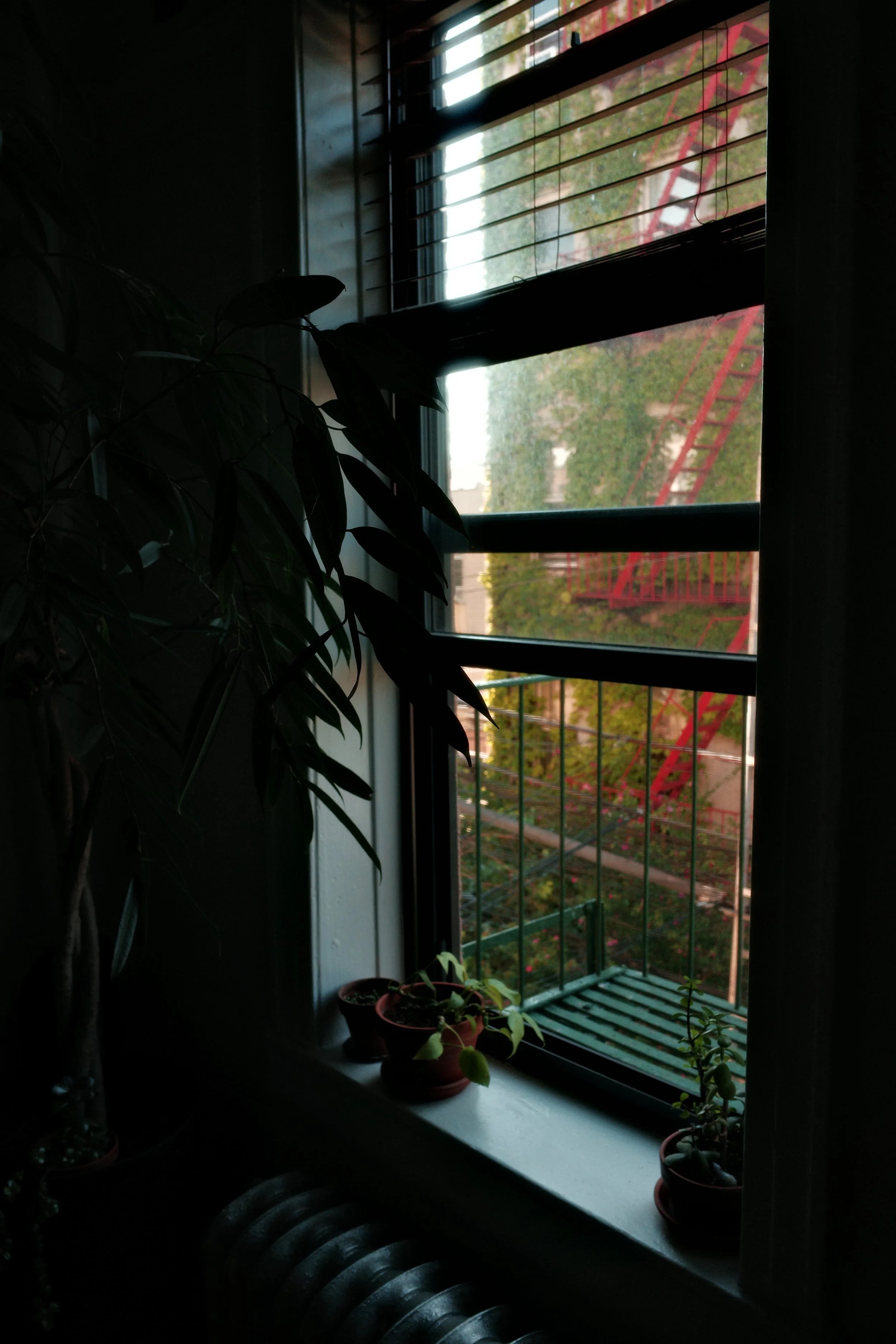 A window with blinds open, showing a garden with a red metal staircase outside. Potted plants on the windowsill are visible, with leaves and flowers, and a sunlight glow filters through the foliage outside.