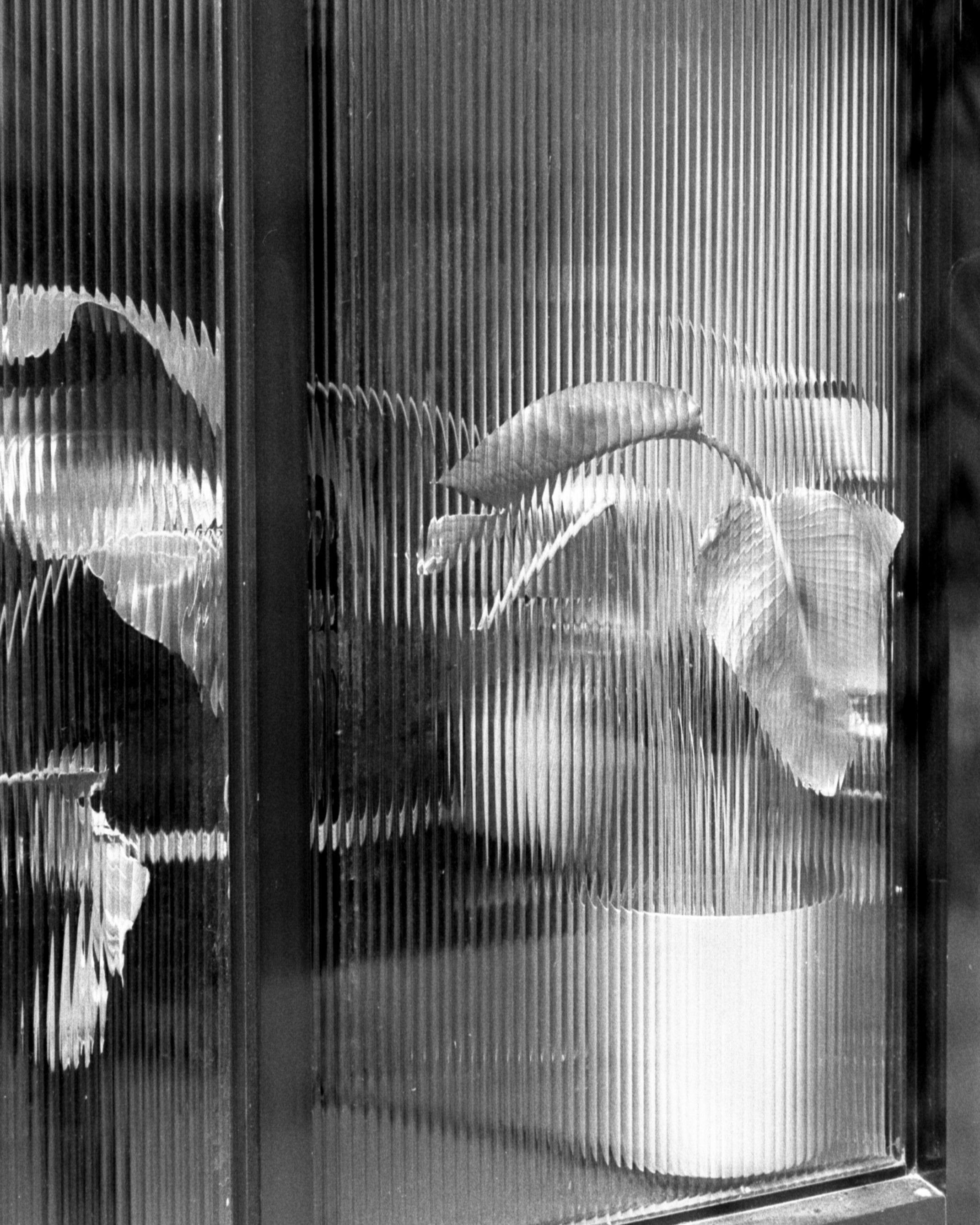 Close-up of textured glass with a silhouette of a dolphin design.
