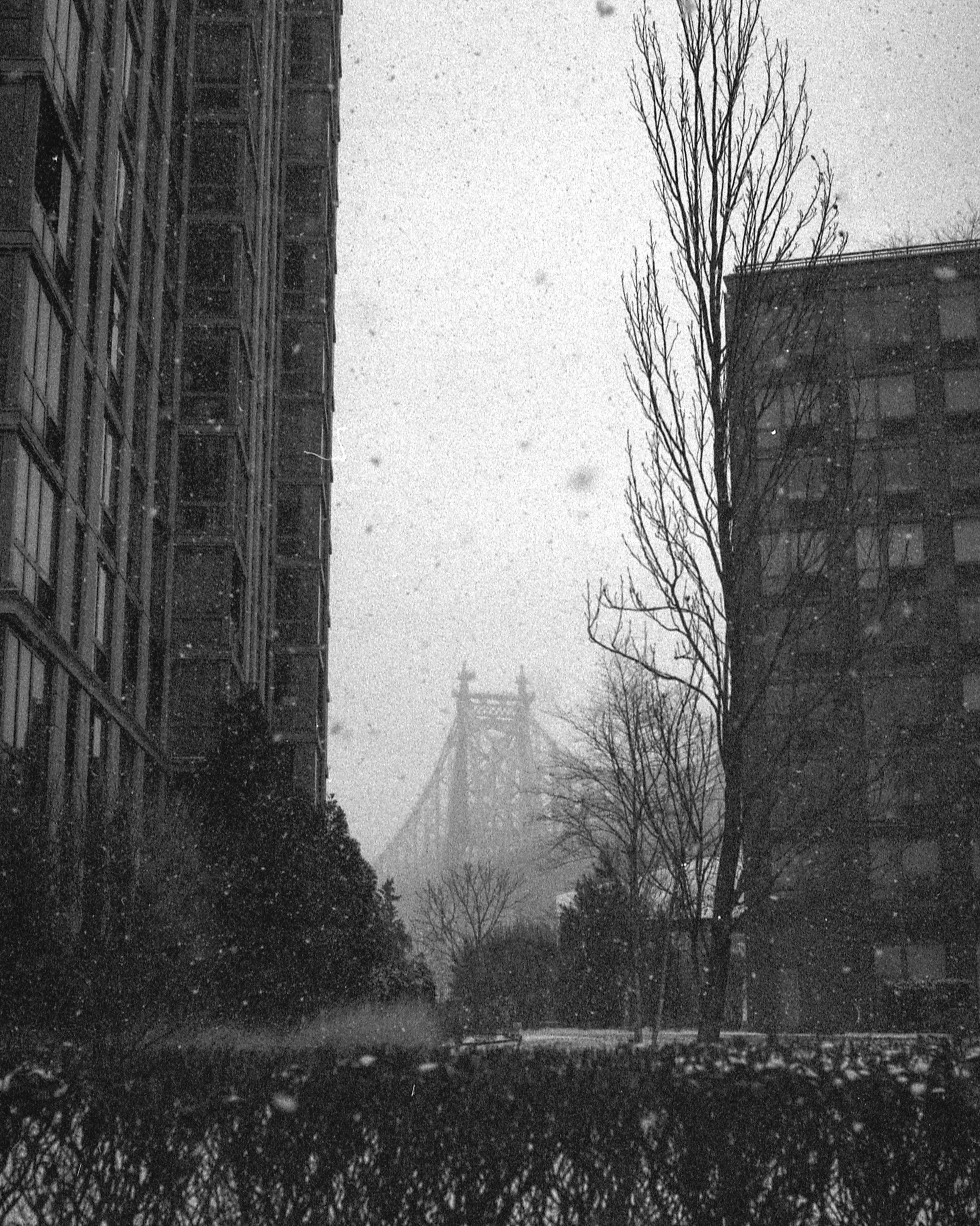 A black and white photograph capturing the Eiffel Tower partially obscured by snow in the background. Foreground includes leafless trees and a building on the left side.