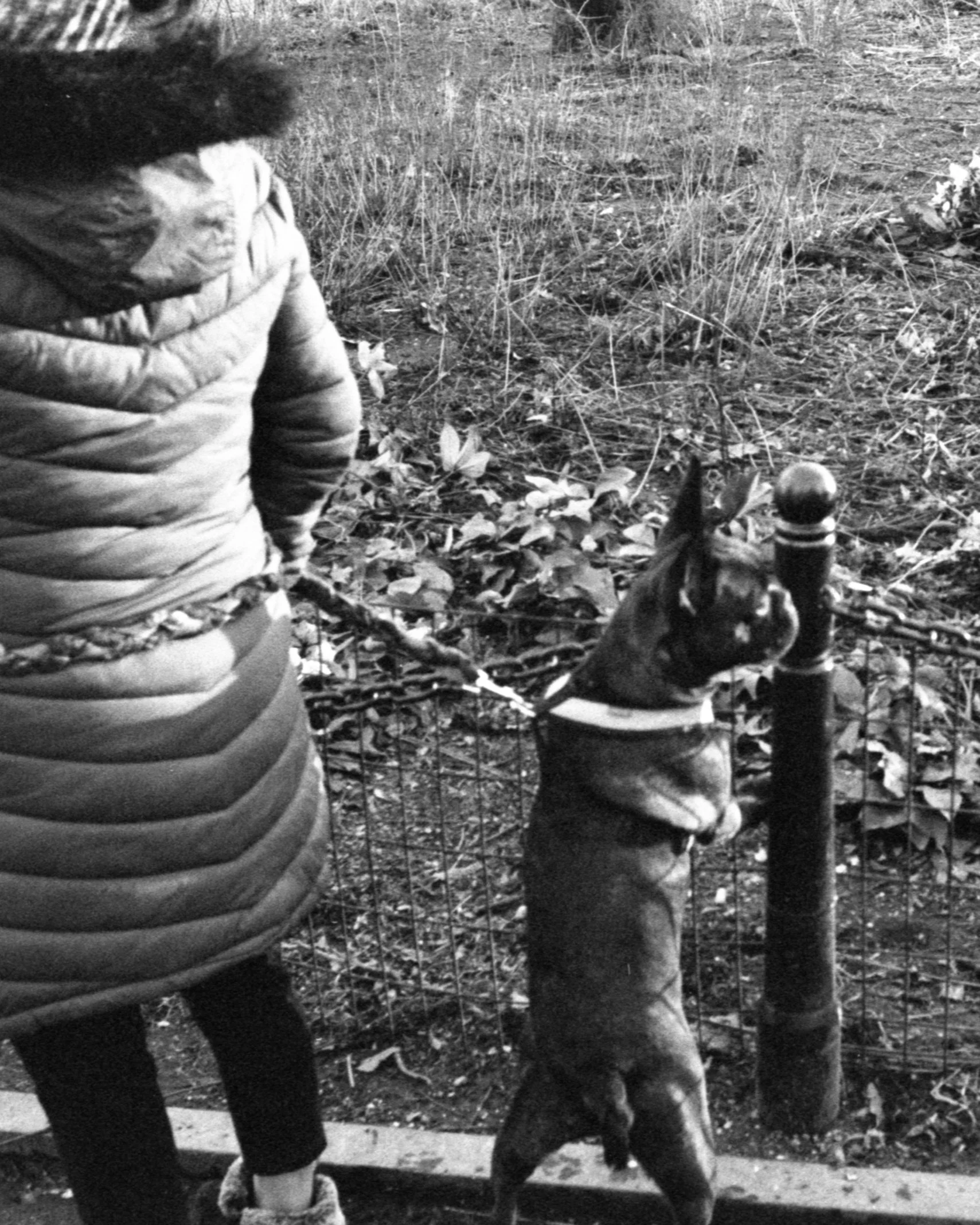A child wearing a puffy jacket is outside near a metal fence with a dog on a leash, in what appears to be a park or wooded area, with fallen leaves and tall grass.