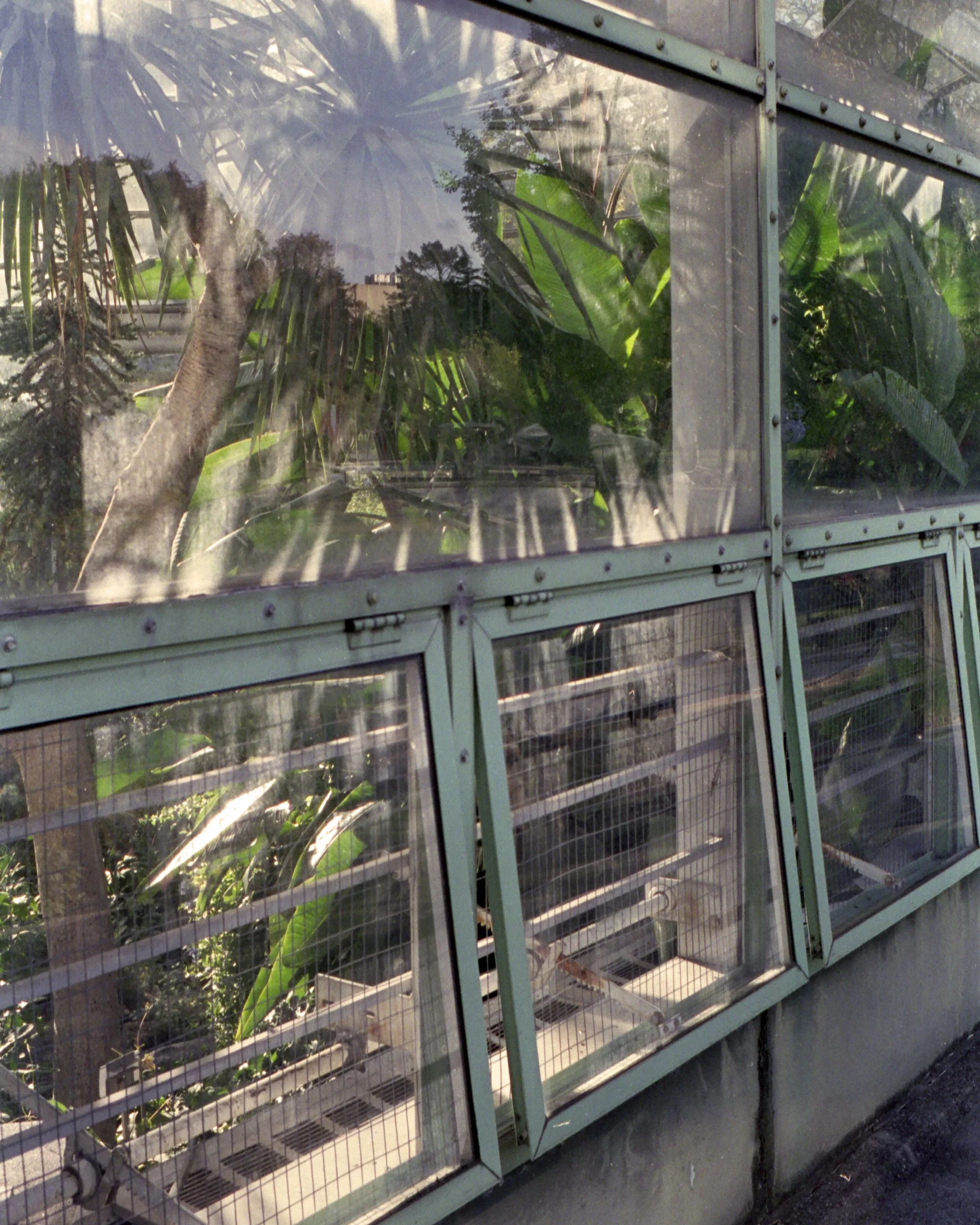 Multiple wire cages with green plants inside, possibly in a greenhouse or plant nursery.