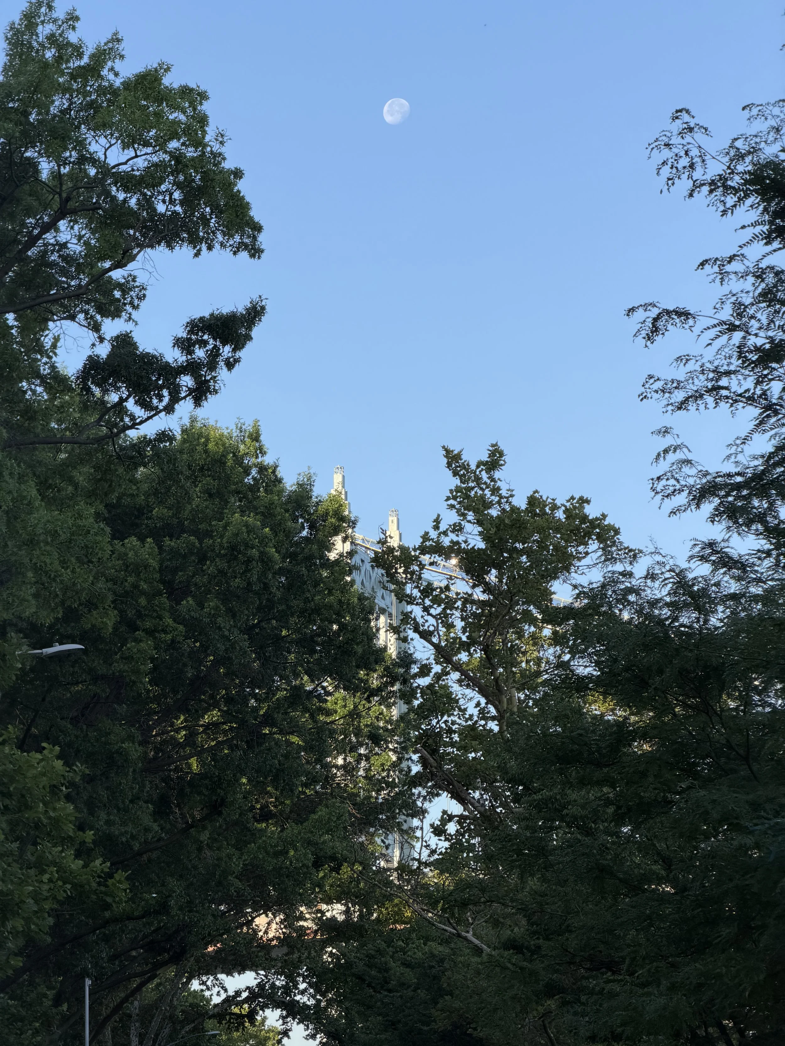 The image shows a clear blue sky with a visible moon, partially obscured by the branches and leaves of tall trees. There are also glimpses of buildings and streetlights at the bottom of the image.