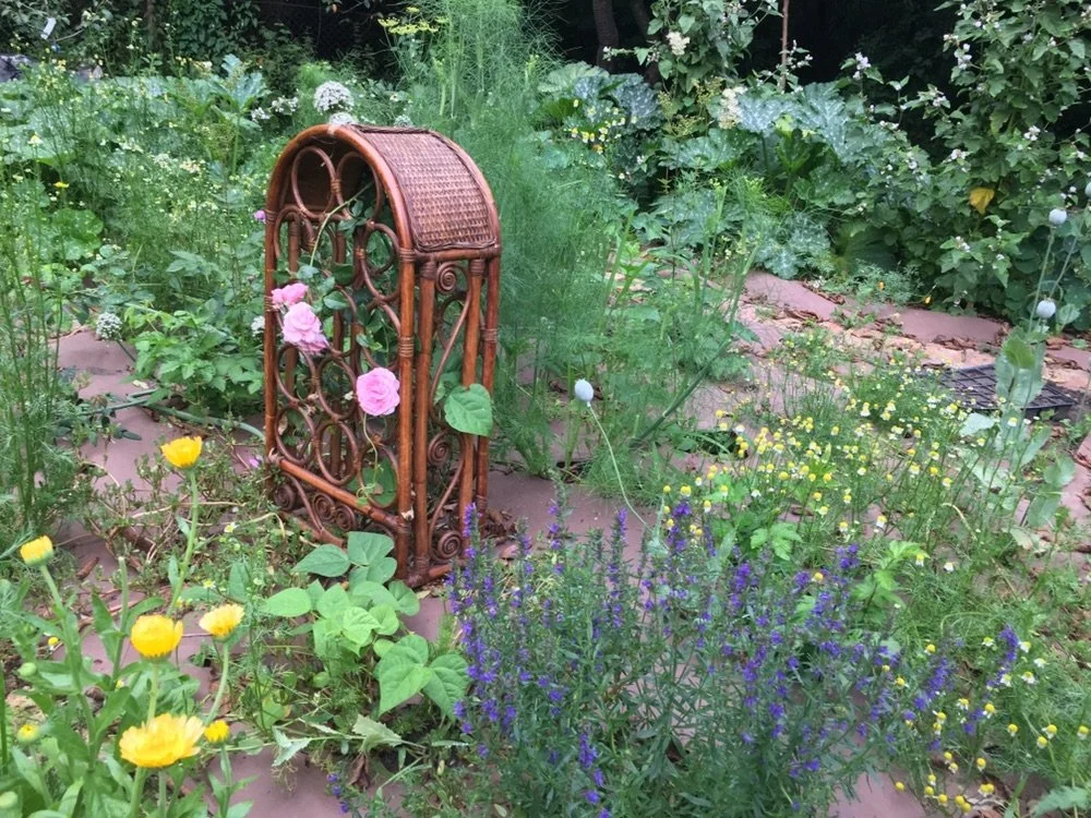 About Forest Medicine