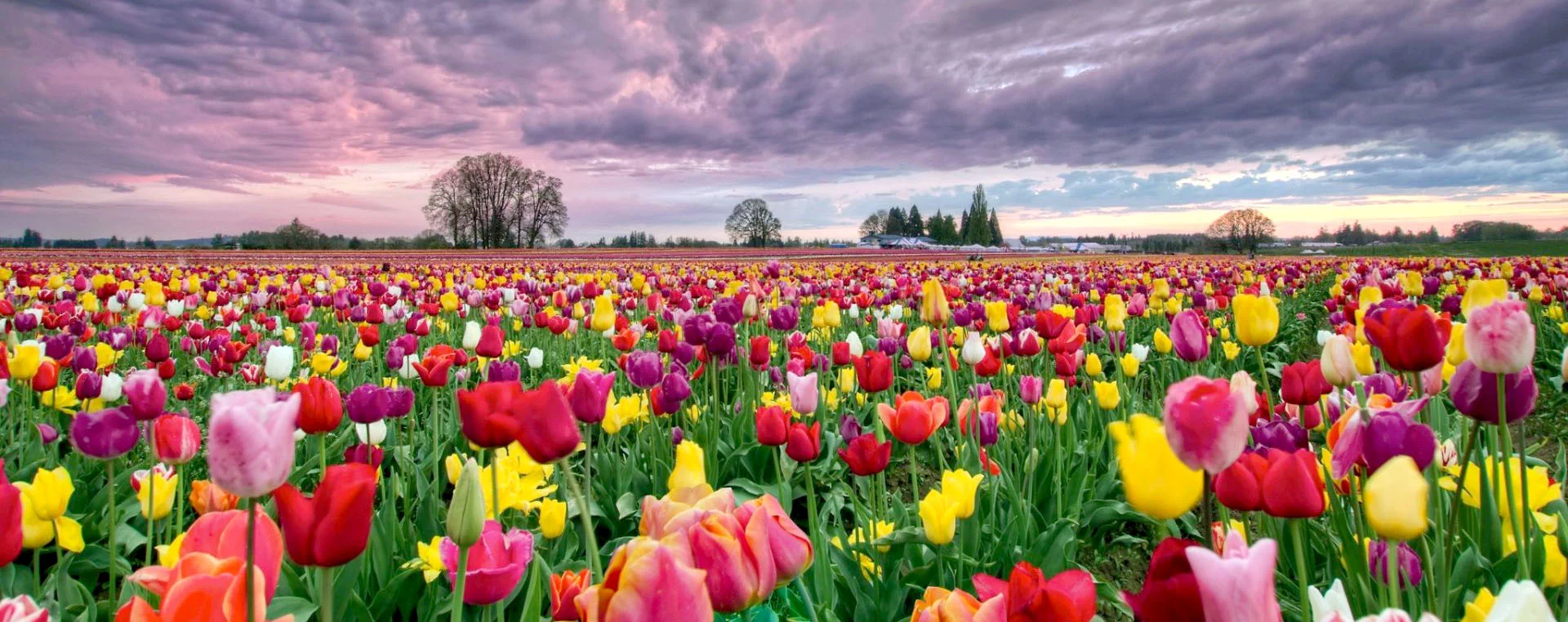 Tulips.jpg