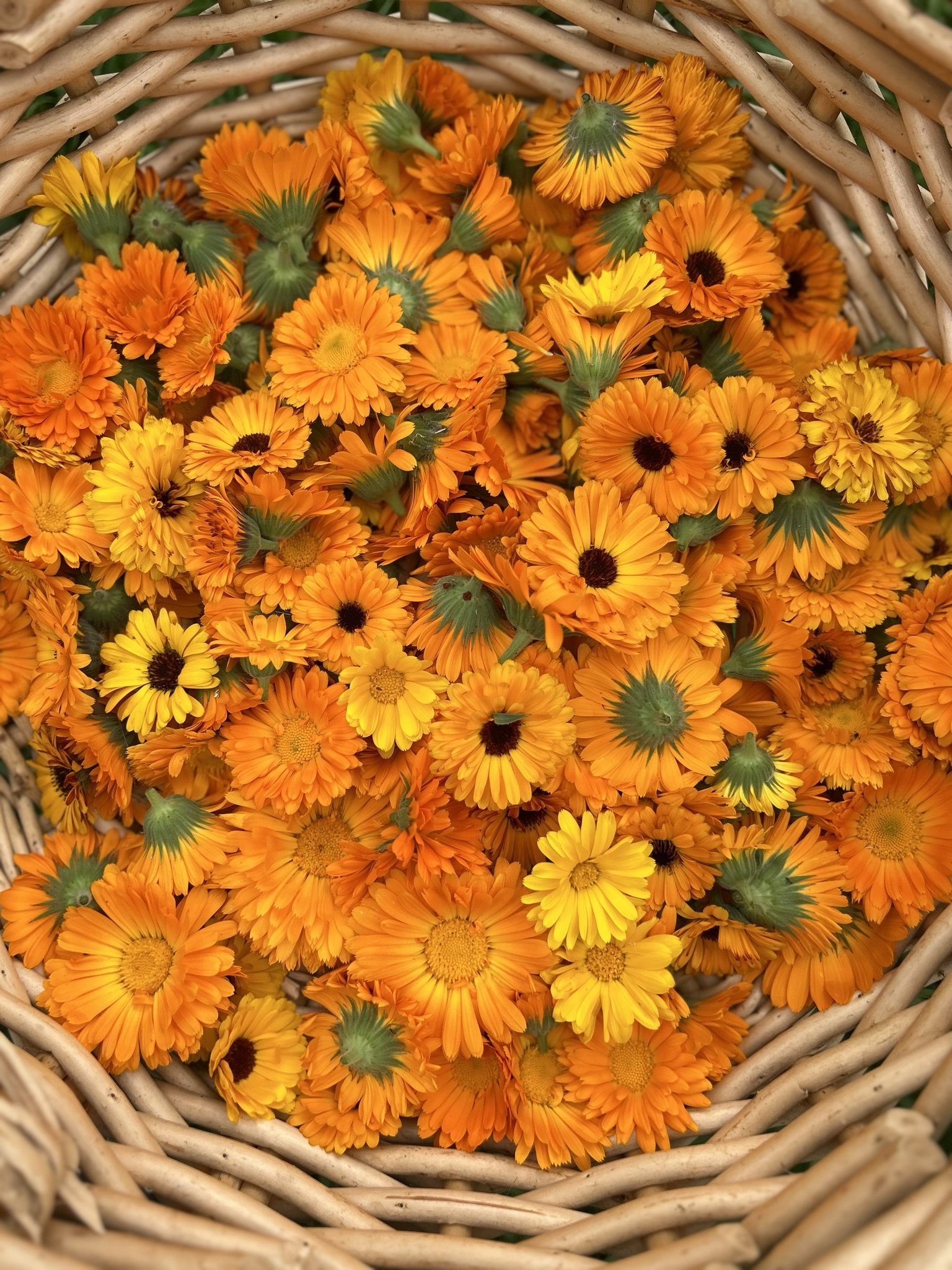 calendula.jpeg