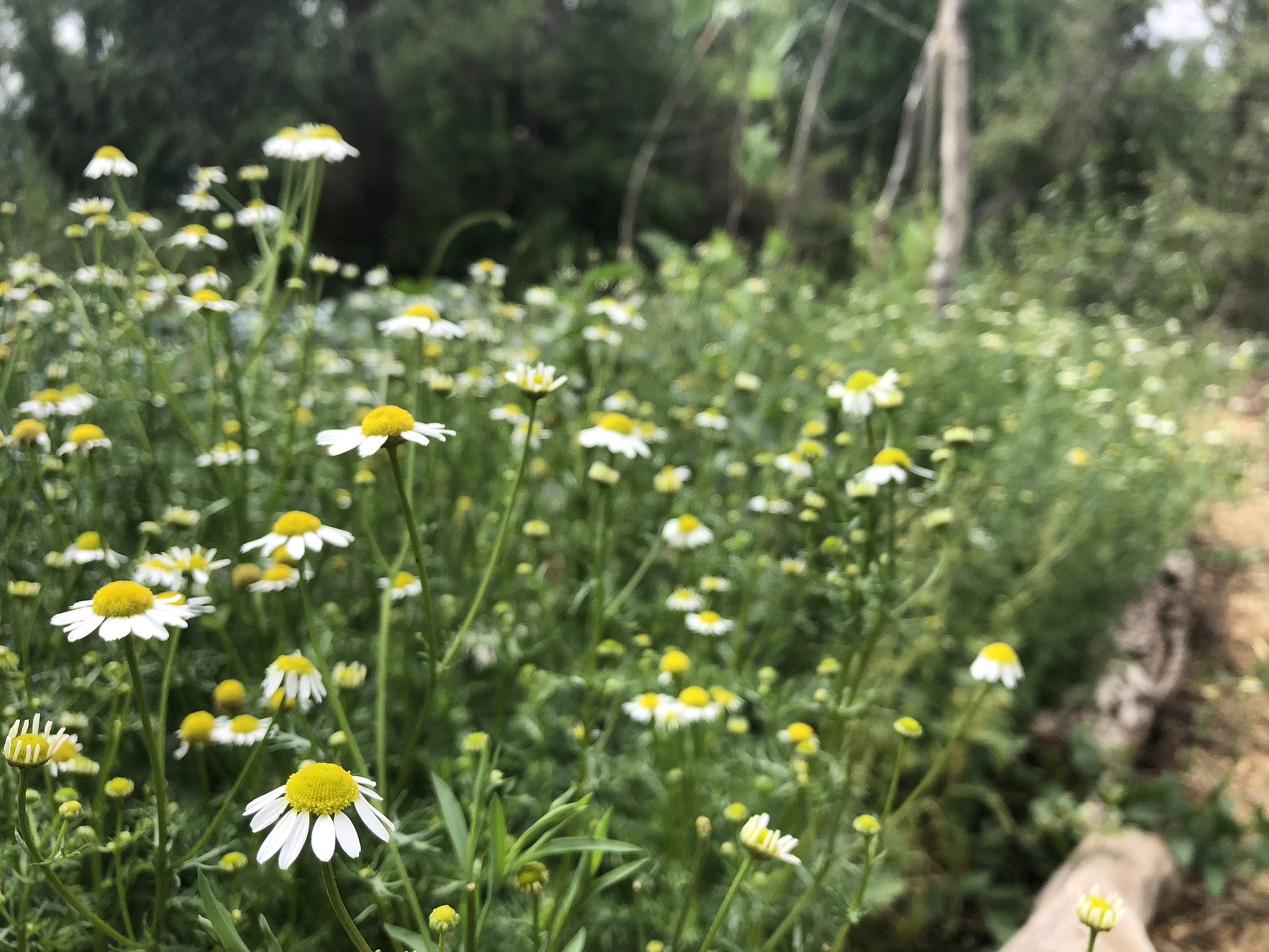 chamomile patch.jpeg