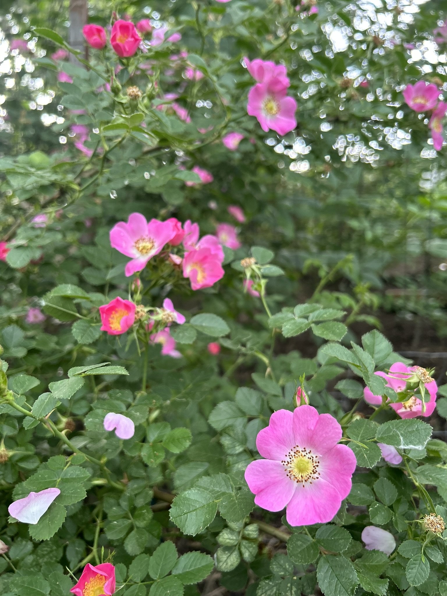 wildrose.jpeg