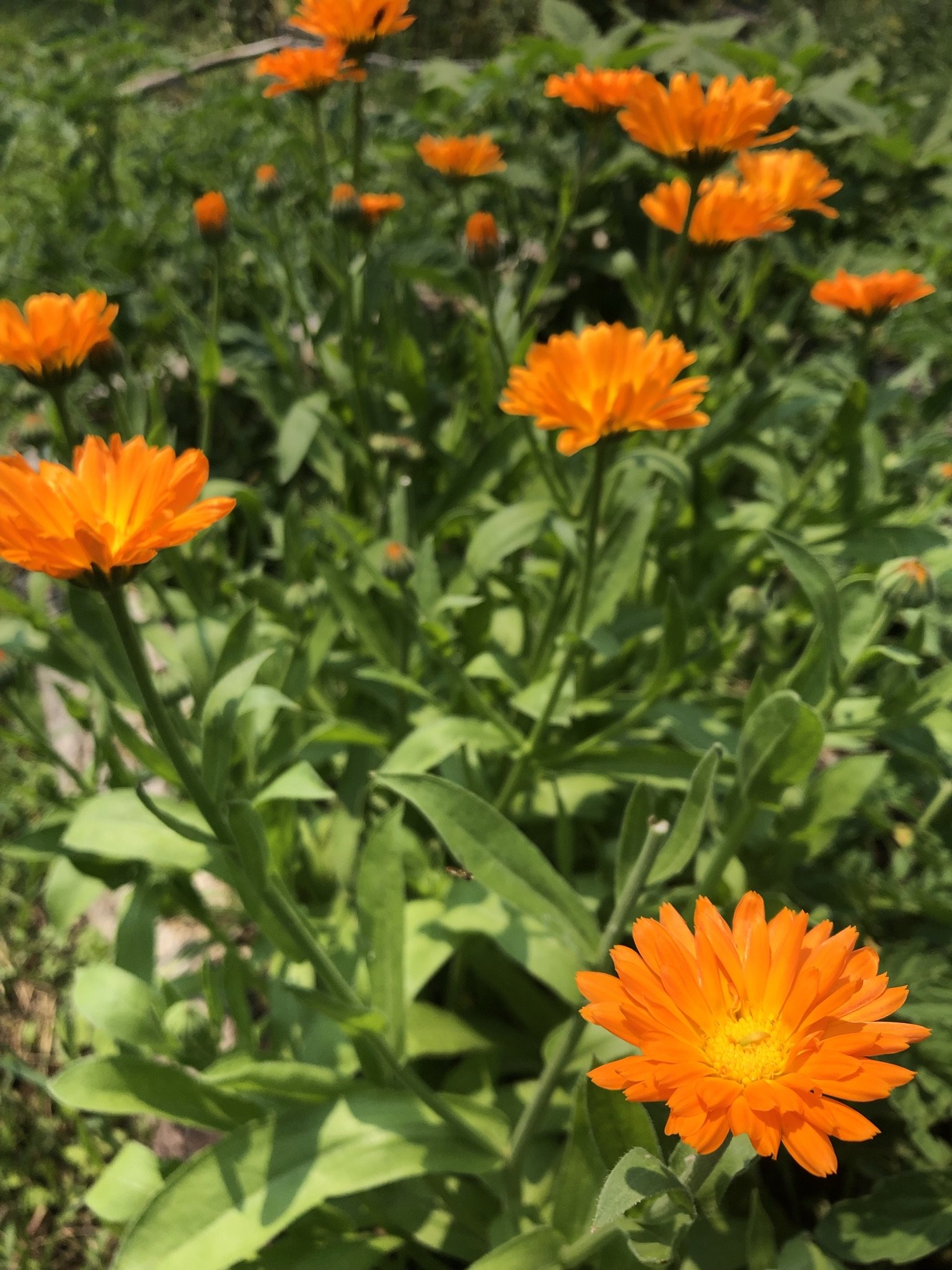 calendula plants.jpeg