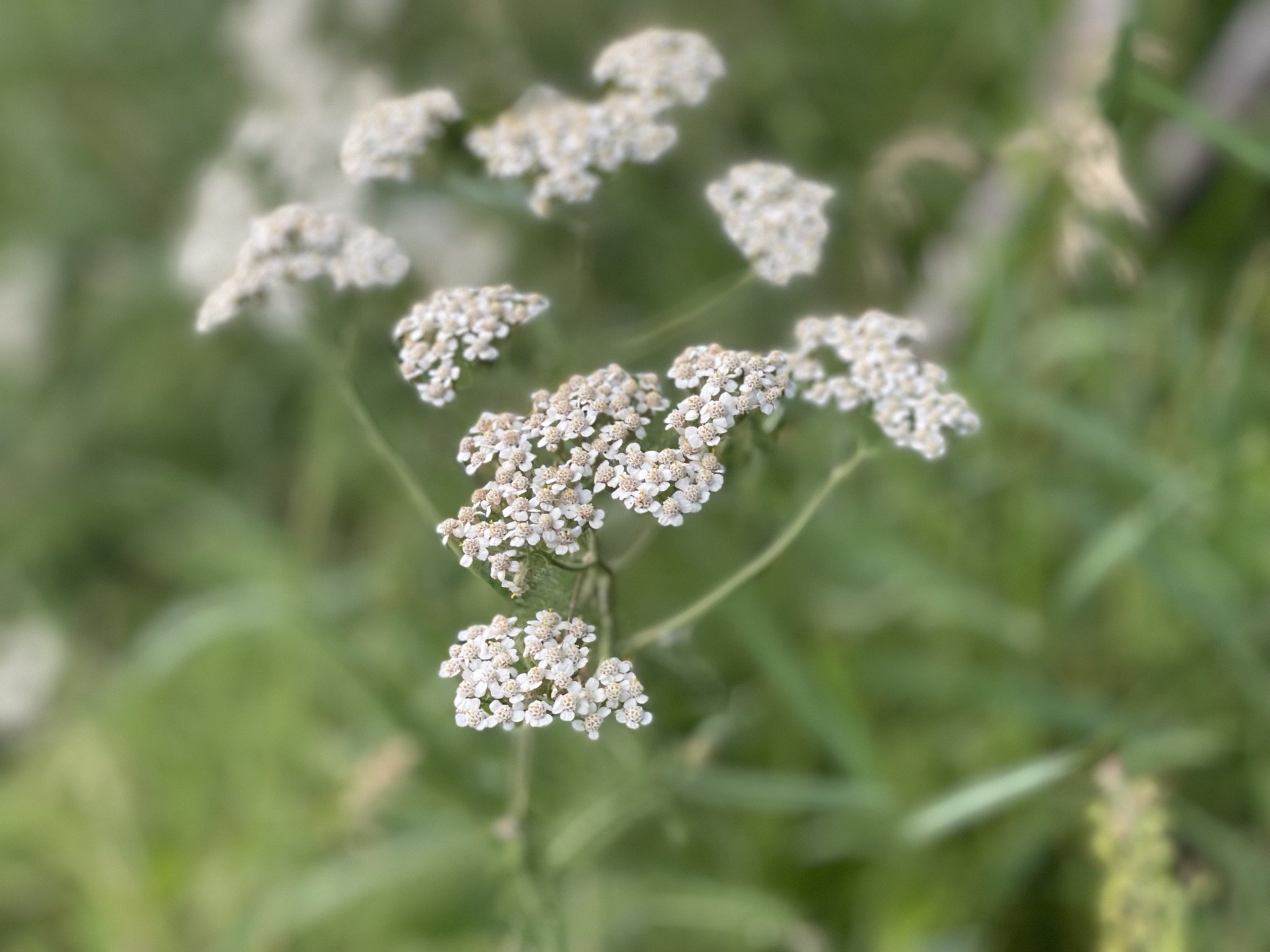 yarrow.jpeg