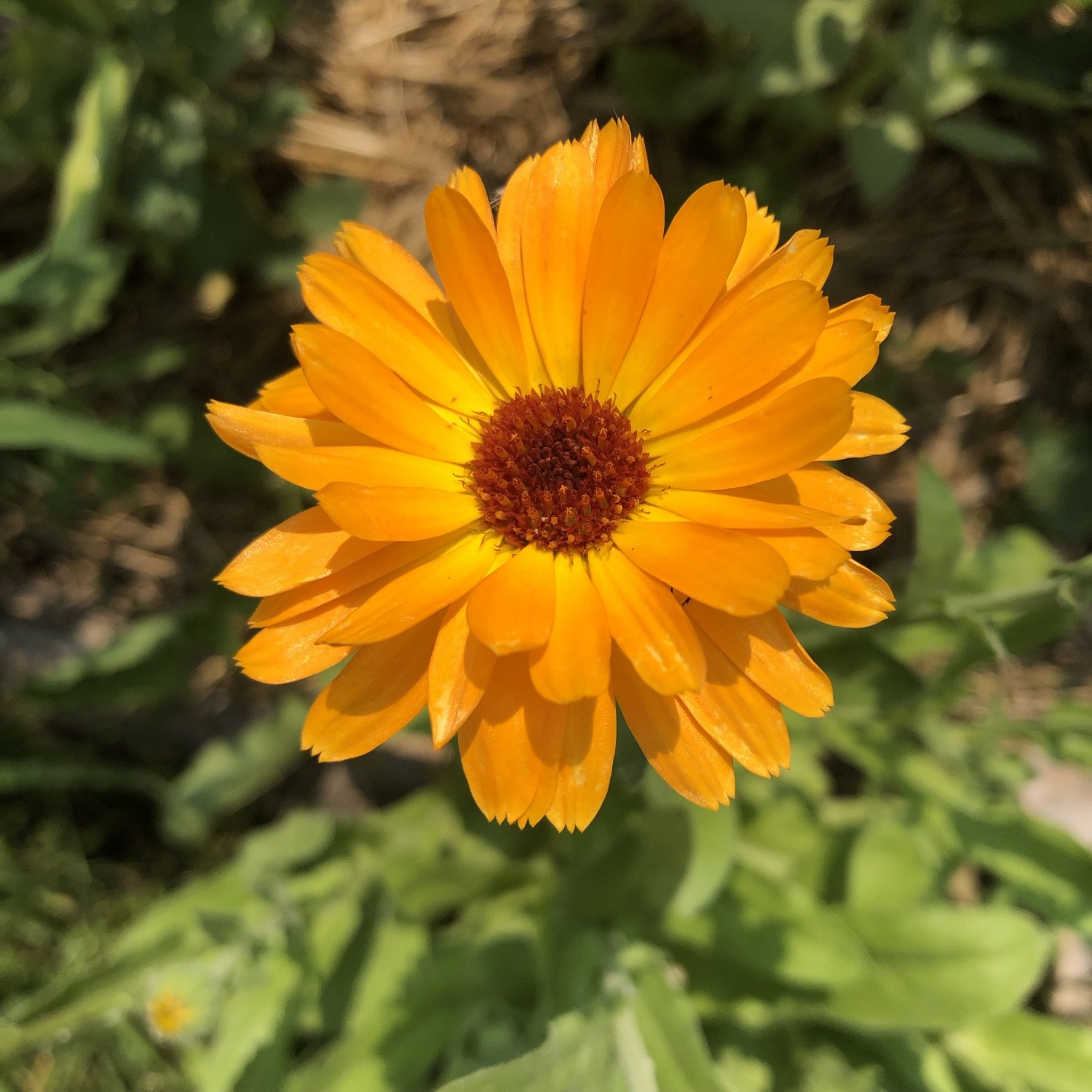 single calendula flower.jpeg