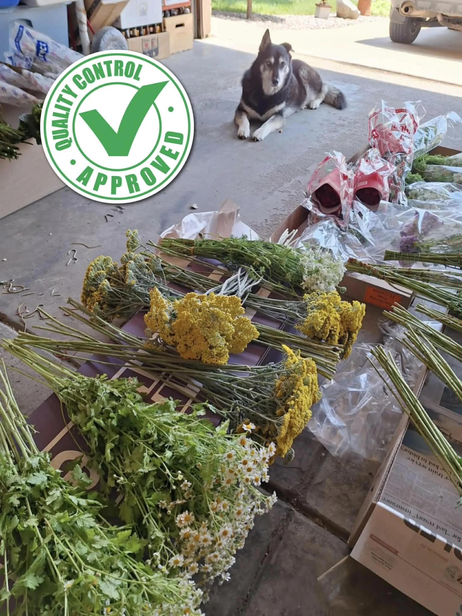 A Husky dog lying on the concrete floor in a garage with homemade flower bouquets and produce on a table in front.