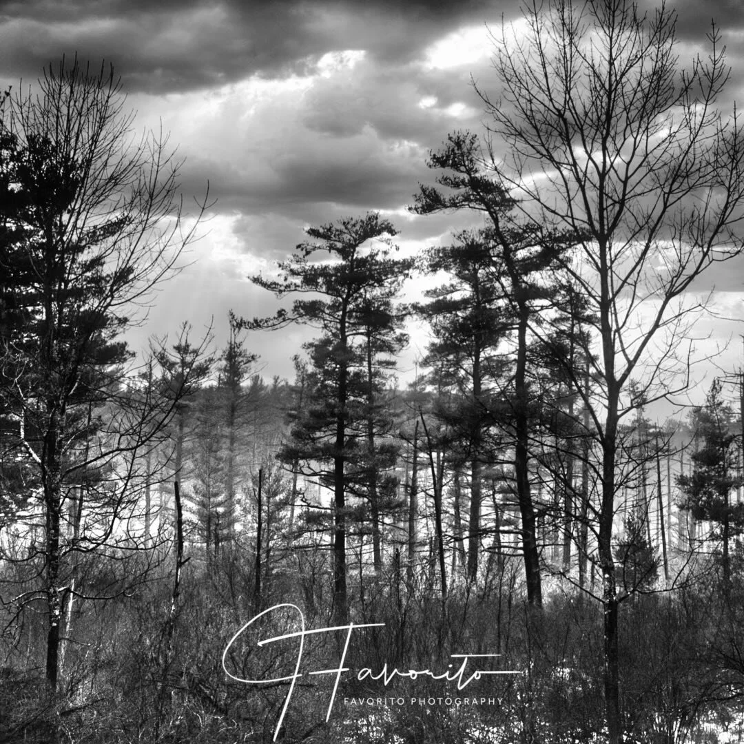 #upstateny #upstatenyphotographer #backyard #blackandwhite #photography #blackandwhitephotography #nikonusa #nikonuser #photologo