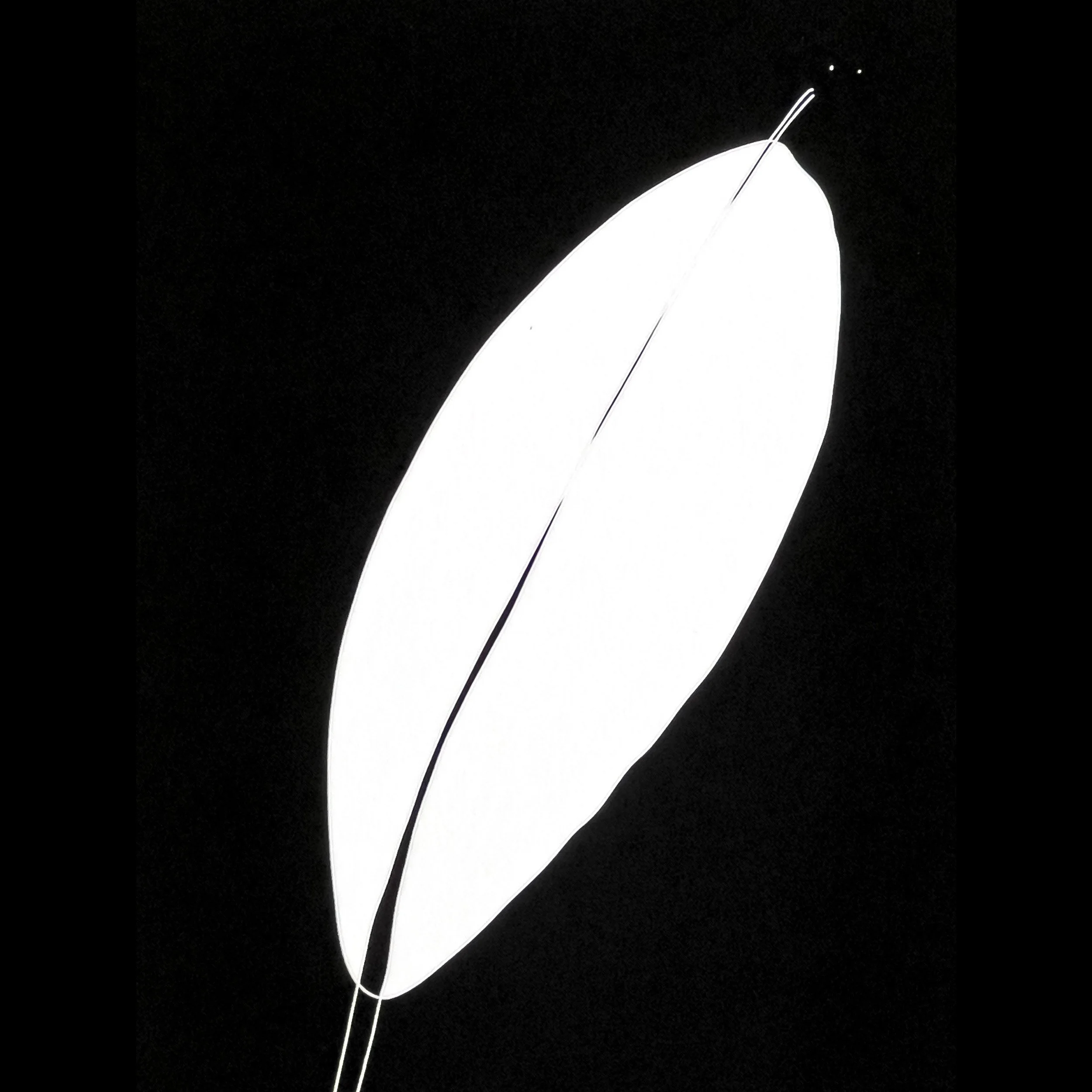 livio-stabile-almond-black-white-print-detail-sq.jpg