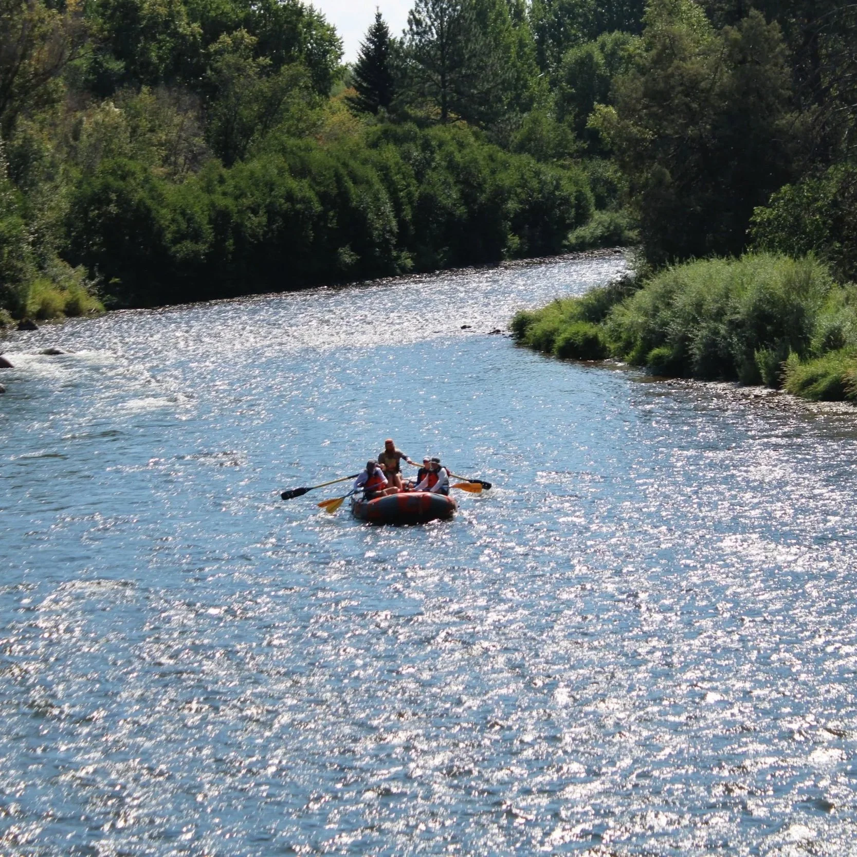 Four people in a small boat paddling on a sparkling river surrounded by green trees and shrubs.