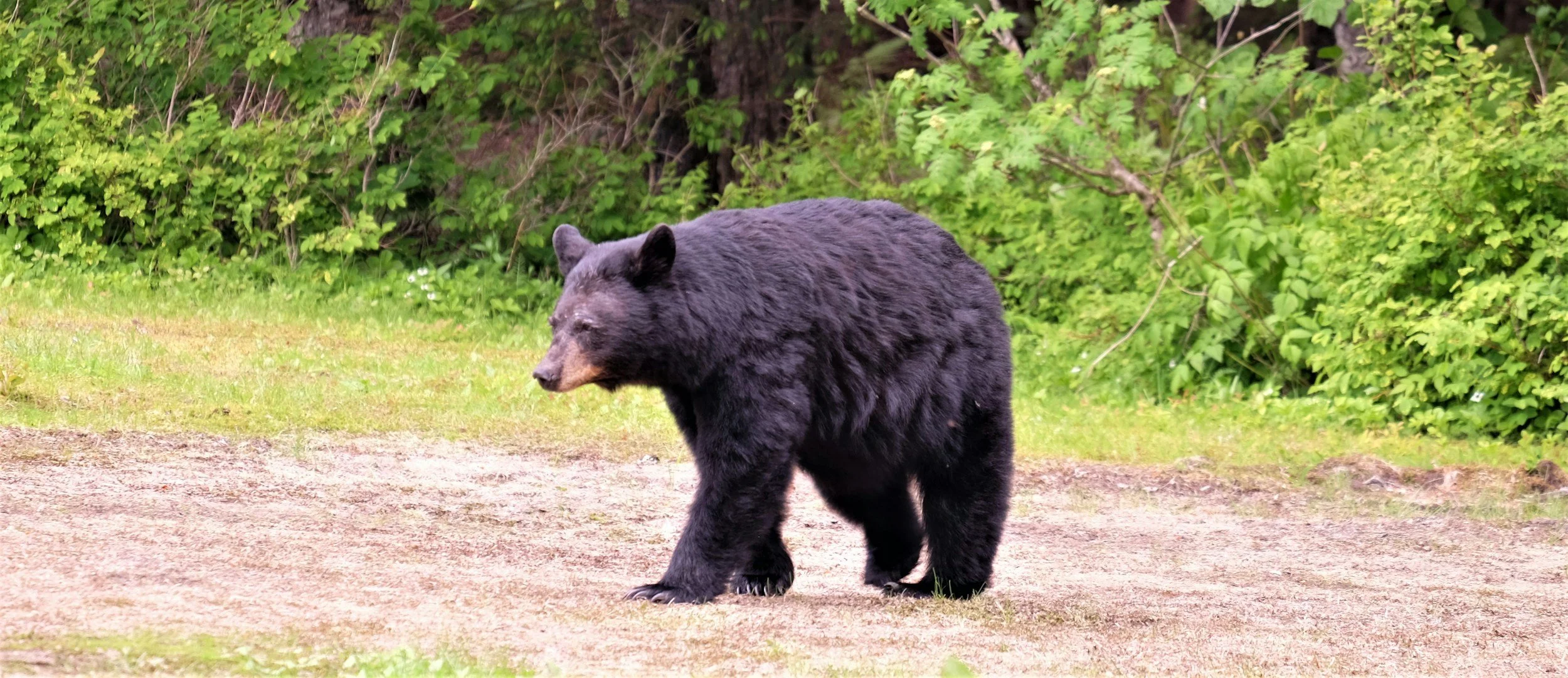 black bear in colorado