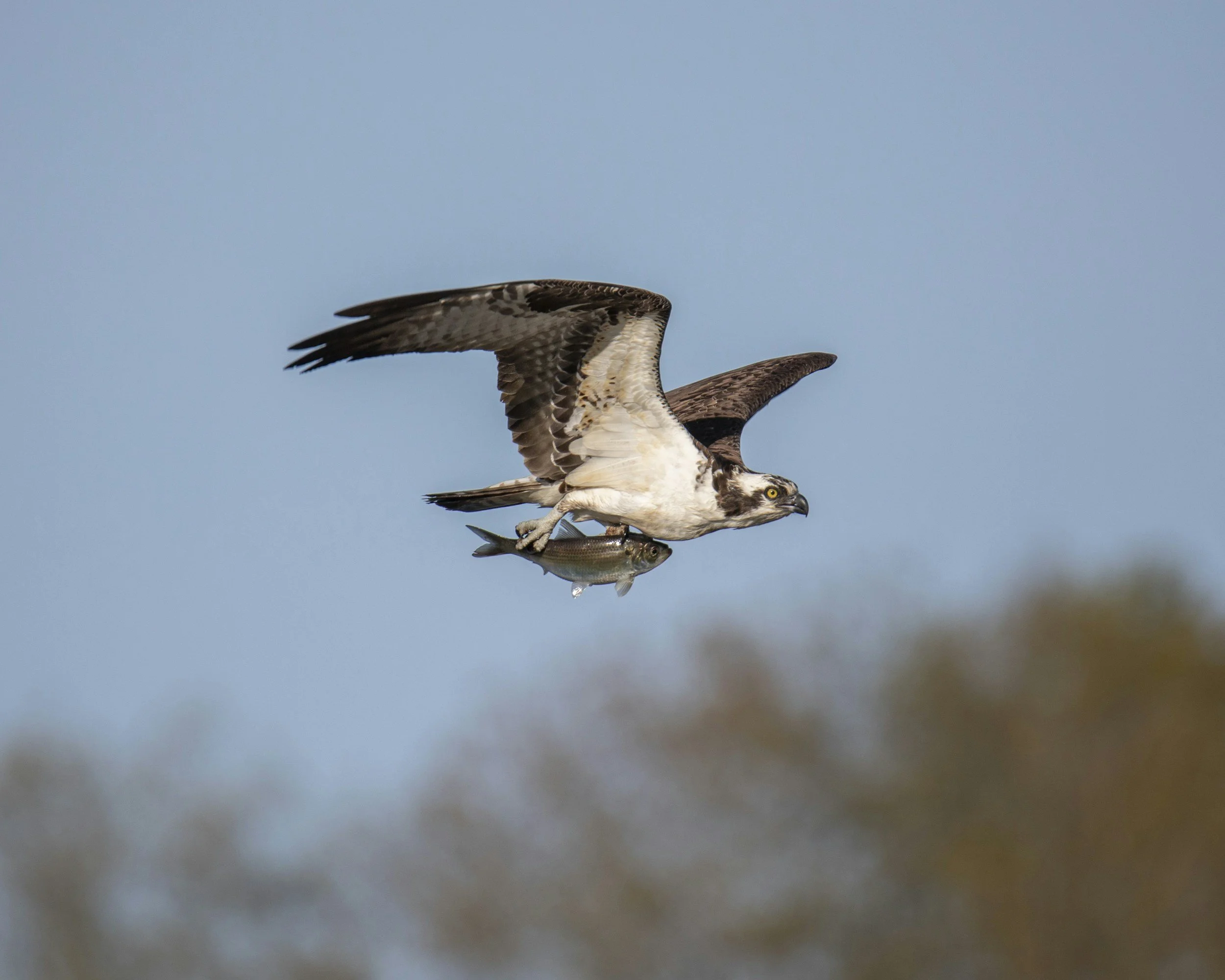 Osprey carrying a fish over the roaring fork river