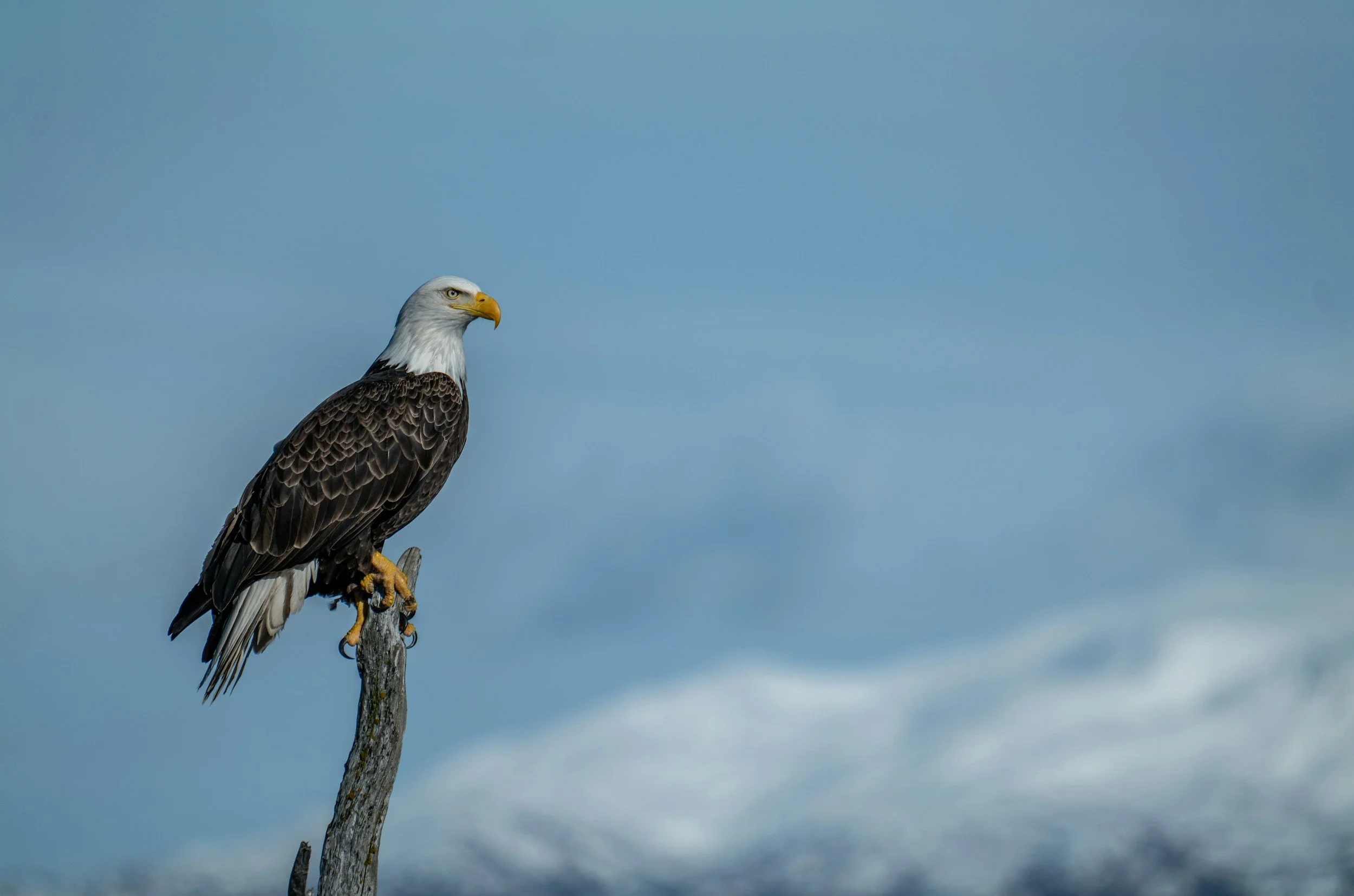 Bald eagle in the mountains