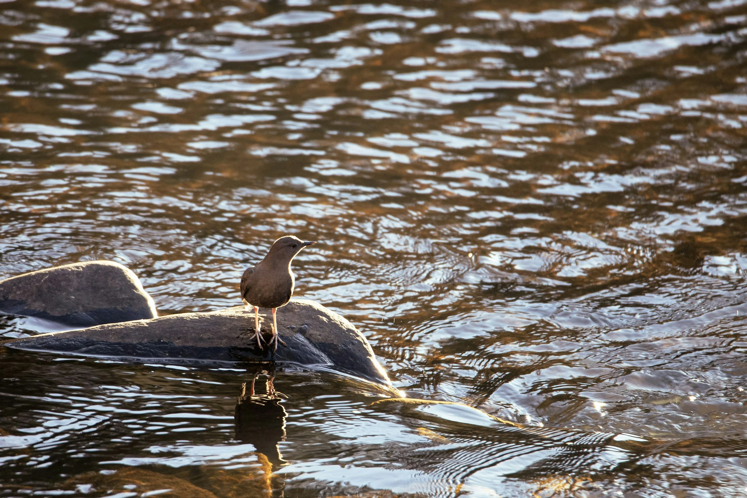 dipper on the river