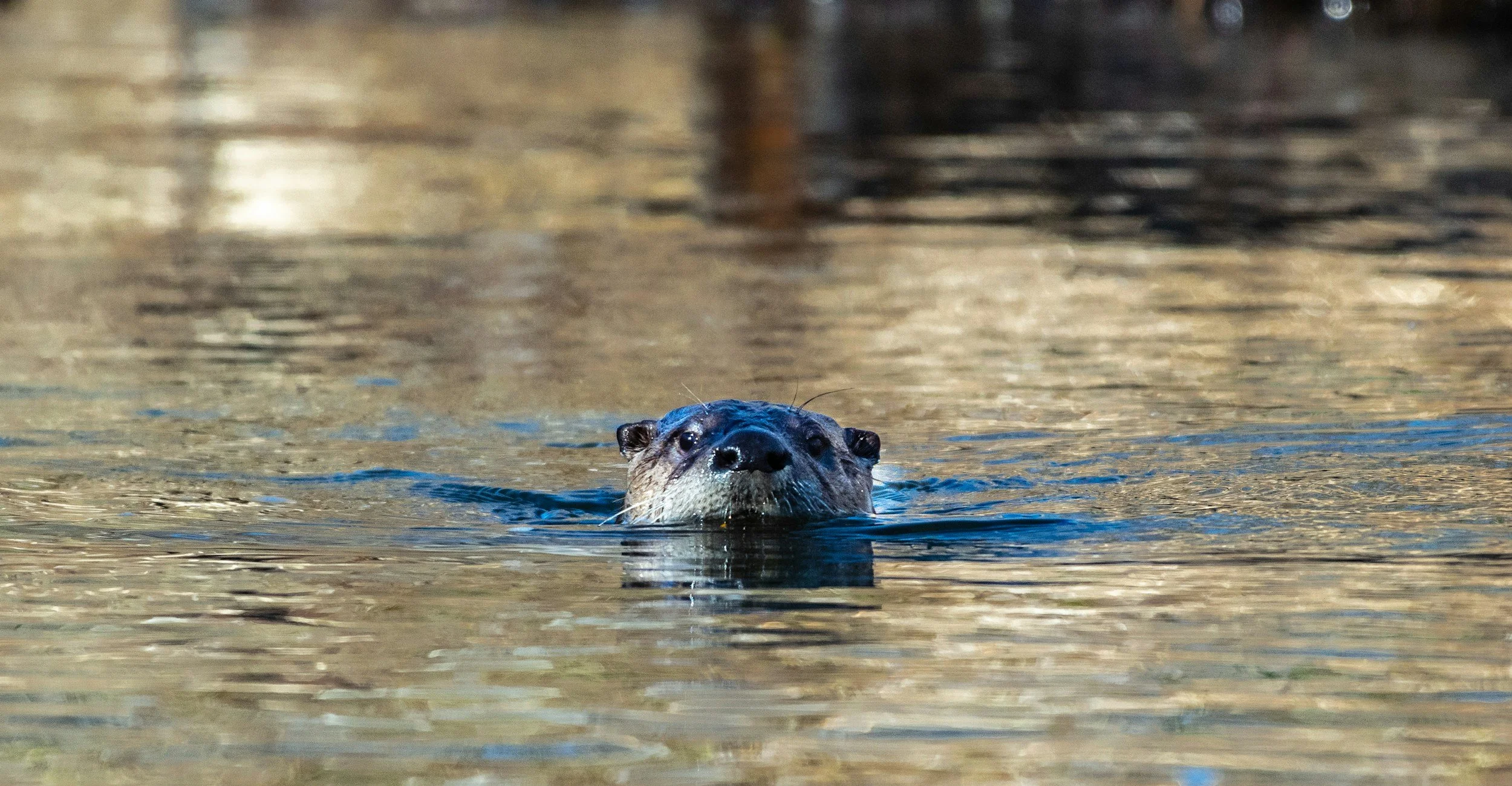 river otter
