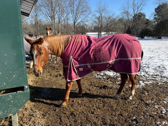 Happy (one eye) front field / roan