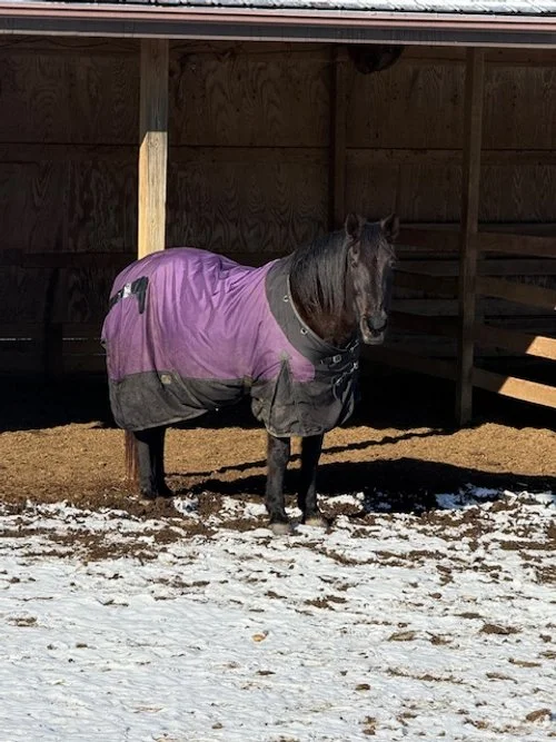 JADE - back/ goat / Big, no white