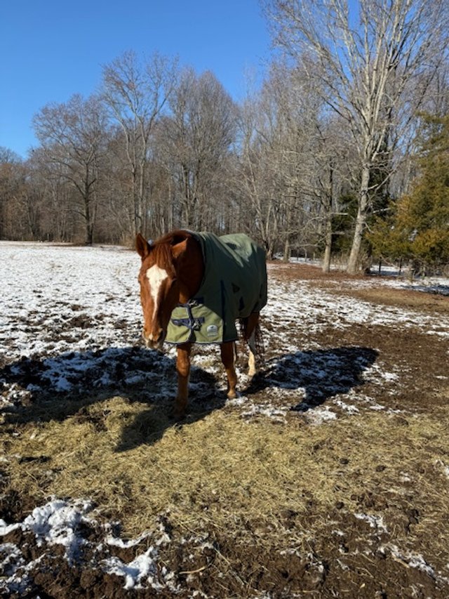ALONSO back field "Tornado" and stockings