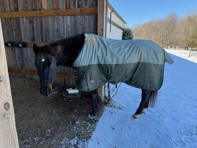 LEXUS back field Smaller. little white star and  hind socks