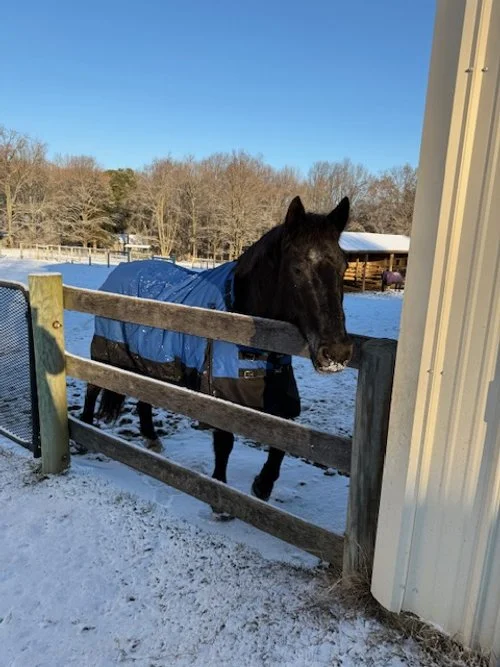 CASH back field (appy)