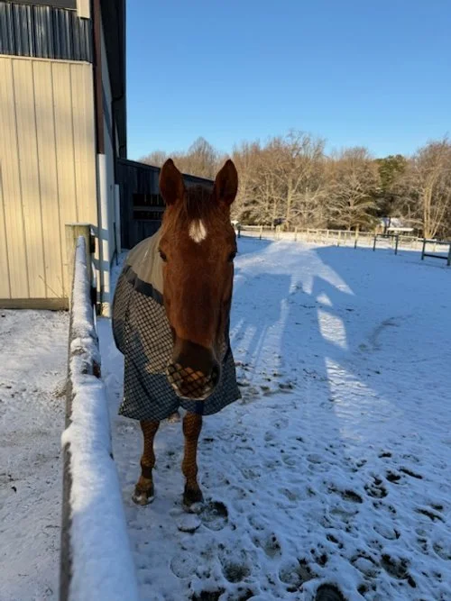 HORATIO back field (HoHo)