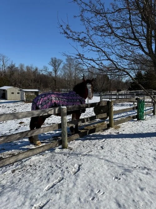 EMMY center field (Lucy feeds)