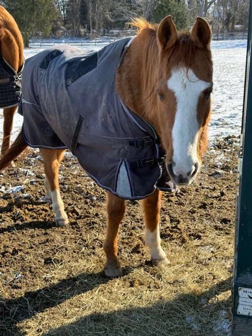 ROSA front field Big blaze, 3 socks