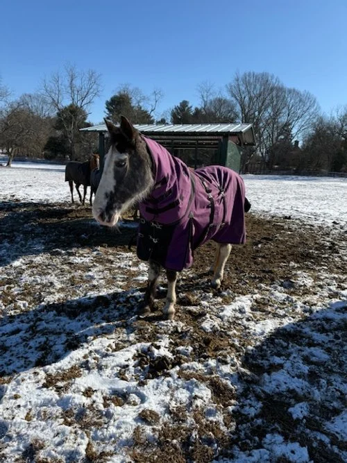 GREYCIE front field / :)