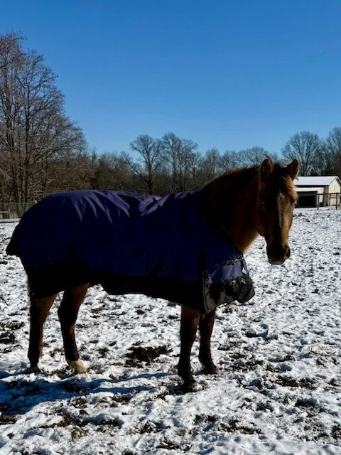 SASHA back/ goat / Dun