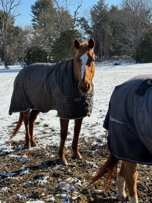 ISABELLA front field/ Bigger chestnut mare. Blaze