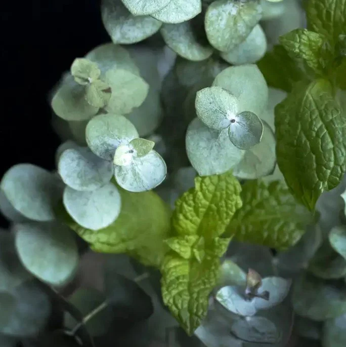Peppermint + Eucalyptus
