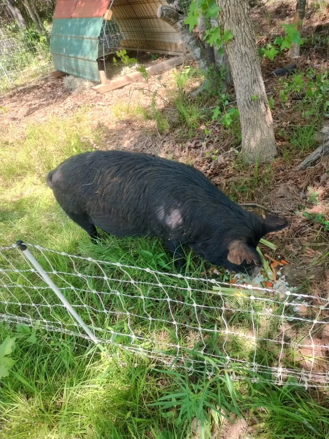 Piglet watch 2026! Any day now! This will be Calypso's fourth litter. The pork production continues! Get some of yours today