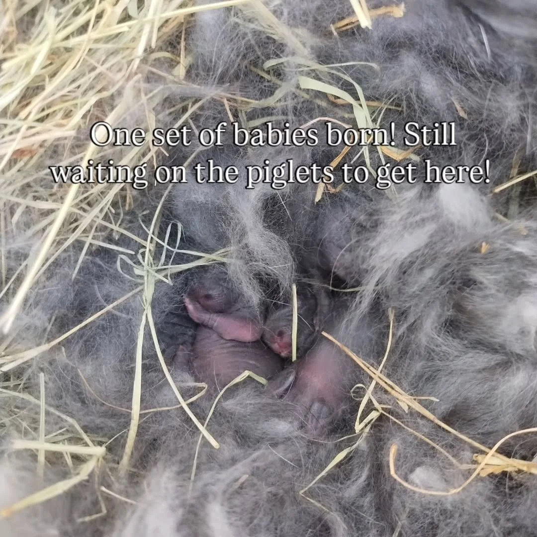 Dotty had her babies. So far all are alive and well. Praying she takes care of them. This is a new endeavor for us. Now we're just waiting on Calypso to have her piglets. She's so huge I can't believe she hasn't had them yet. 

#rabbitkits #oaksandar